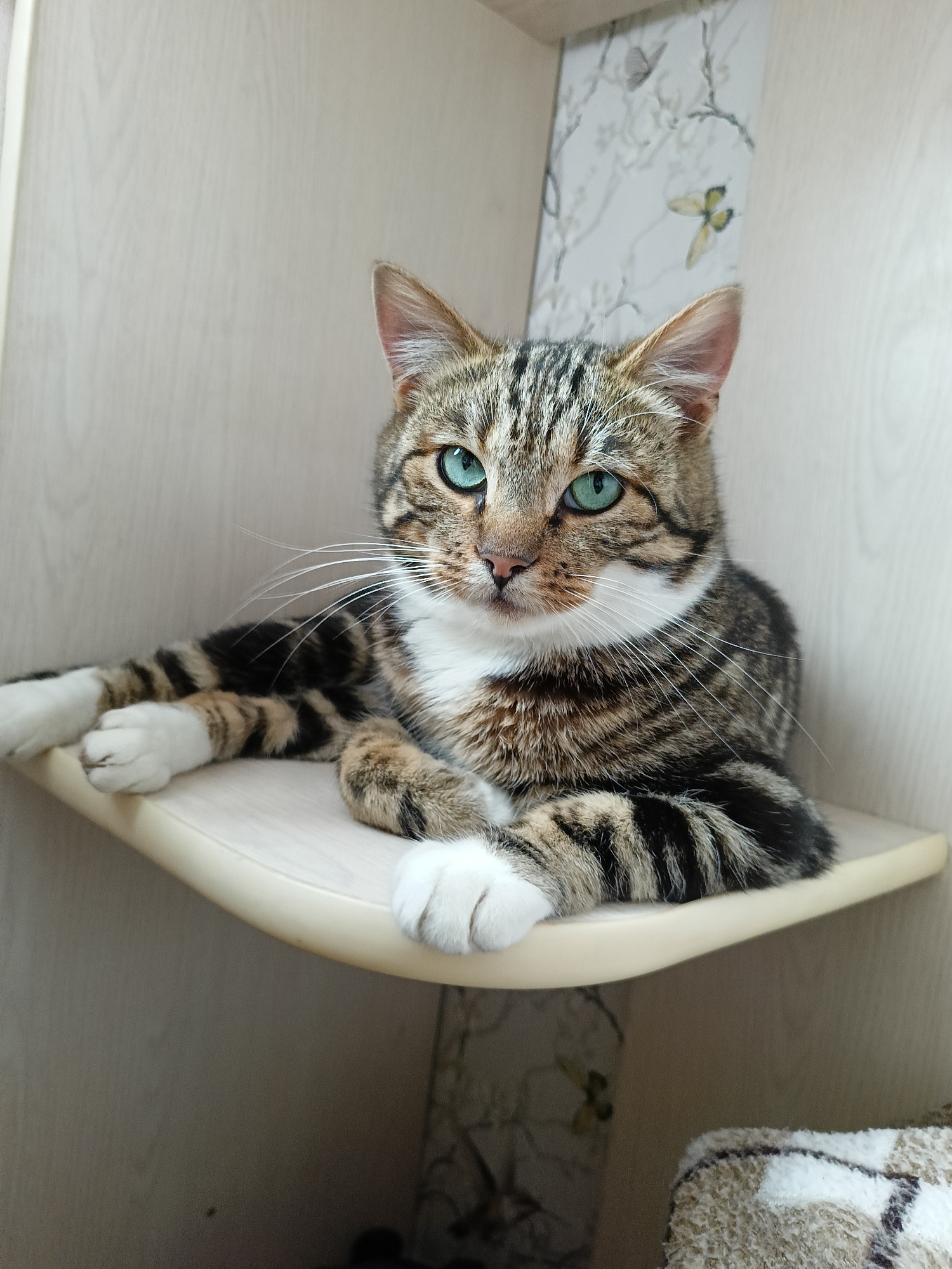 A tabby cat with bright green eyes is lying on a light-colored shelf. The cat is facing the camera with its front paws crossed. The background appears to be a wall with a light-colored wood grain pattern and a section of wallpaper with a floral and butterfly design. The image is taken indoors. There is no information about the location in the city of Lagovskoe, Russia.