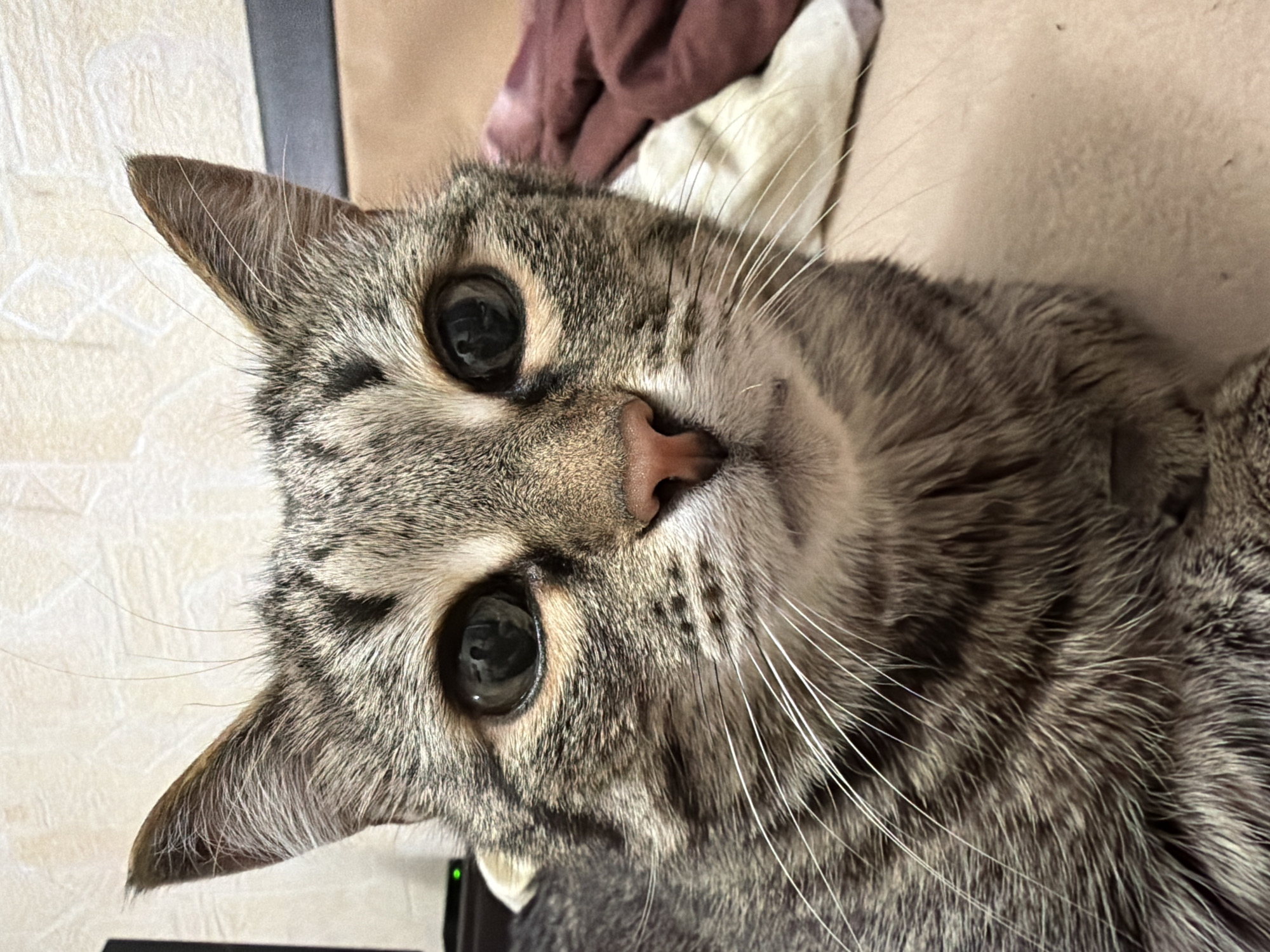 A close-up, slightly tilted shot of a tabby cat's face. The cat has large, dark eyes and a pink nose. Its fur is gray and brown with darker stripes. The background is blurred, showing parts of a beige wall, a brown cloth, and a white object. A dark object with a small green light is visible near the bottom left corner of the frame. There is no evidence to indicate the location is Izhevsk, Russia.