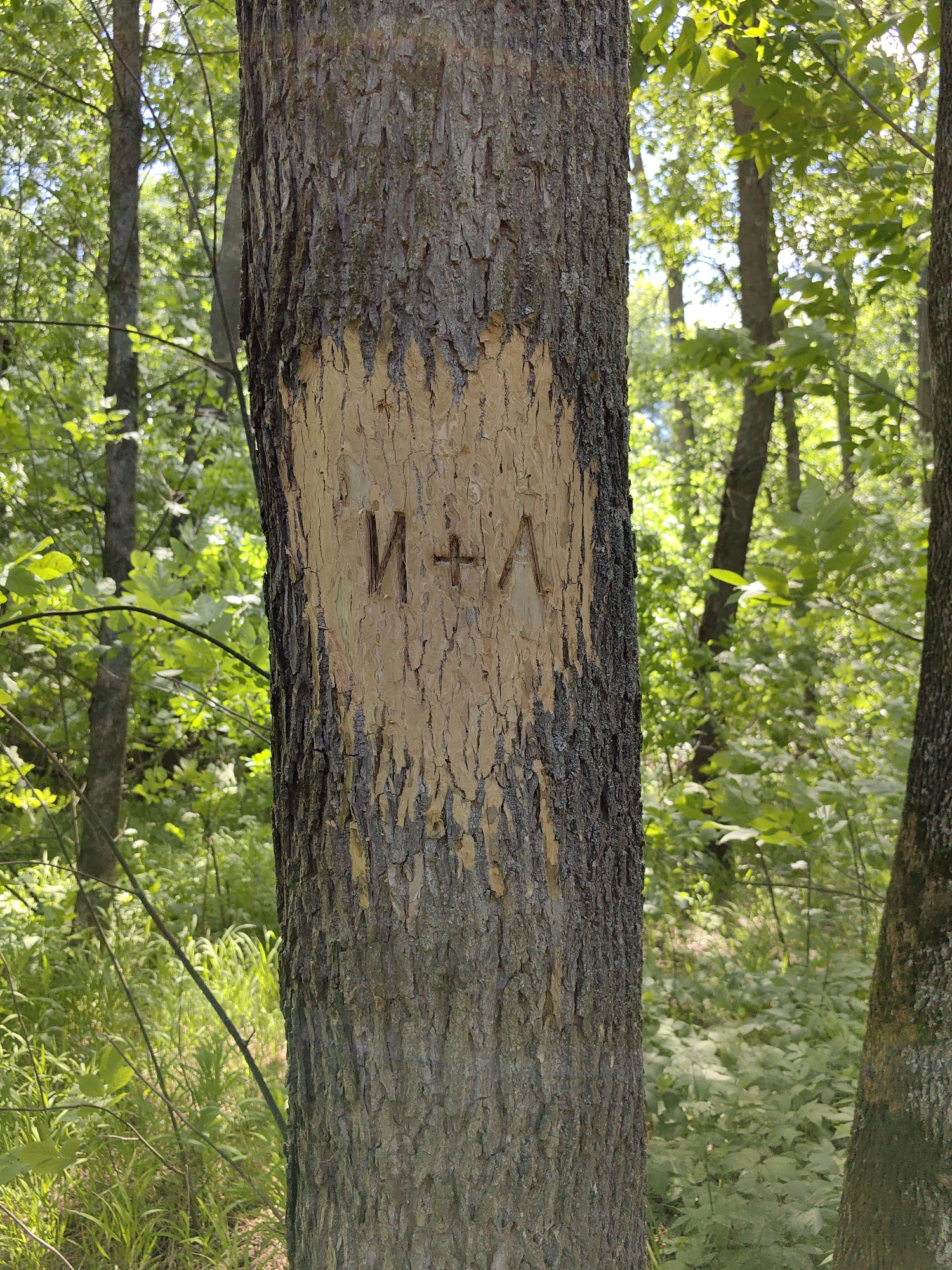 A close-up, eye-level shot focuses on the trunk of a tree in a forest setting. The bark of the tree is rough and textured, with a large section of the outer bark removed, exposing lighter-colored wood underneath. Carved into this exposed wood are two uppercase letters, "И" and "А", separated by a plus sign "+". The letters appear to be a recent carving, as the exposed wood is a lighter color than the surrounding bark. The background is blurred, showing a dense forest with various trees and green foliage, illuminated by sunlight filtering through the canopy. The scene is devoid of any immediate human presence or indication of specific human activity beyond the carving itself. The location is identified as being in the city of Ufa, Russia.