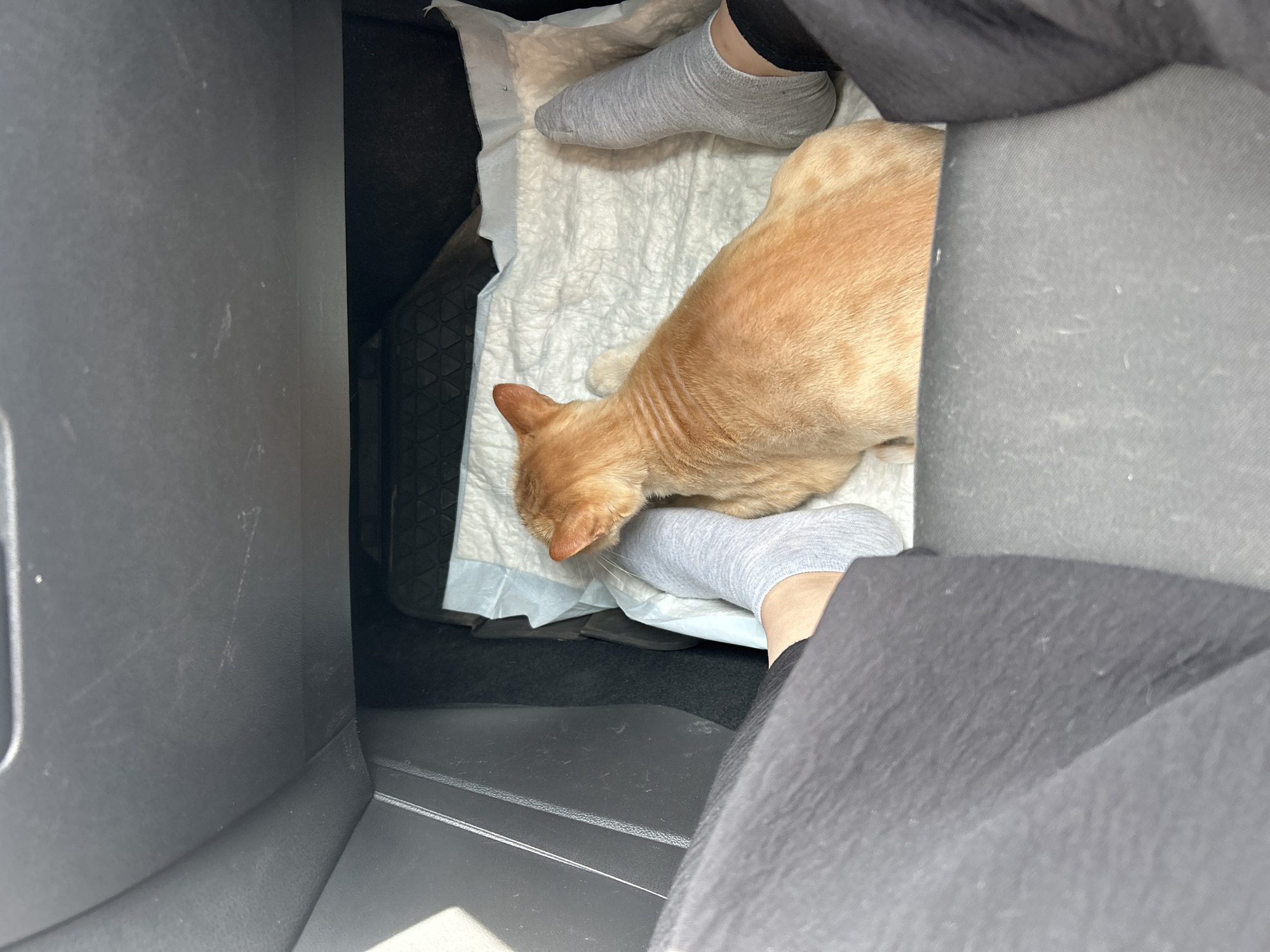 An orange cat lies on a disposable absorbent pad inside a car's center console area. The cat is facing away from the camera. The paws of a person wearing gray socks are visible on either side of the cat. The interior of the car is dimly lit, with sunlight entering from the left. The scene is calm and domestic, suggesting the cat is being transported or is resting during a car journey. There are no visible elements that place the scene specifically in Mezhgorye, Russia.