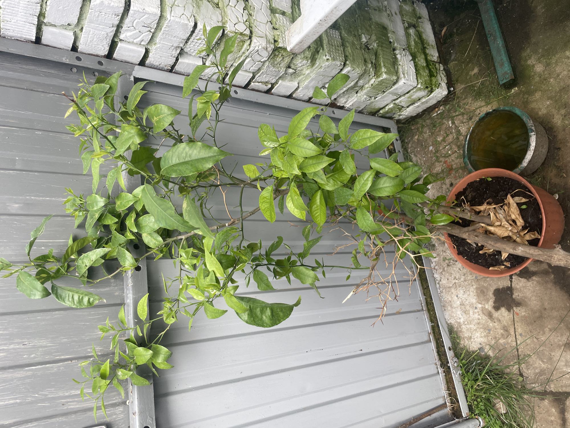 A potted citrus tree, likely a dwarf variety due to its size, stands in a terracotta pot on a concrete patio. The tree has a central trunk with several branches, some bearing lush green leaves and others appearing dry and bare. Thorns are visible on some of the branches. The tree is positioned against a grey, corrugated metal fence. To the right of the tree, a corner of a white brick structure, possibly a wall or building facade, is visible, showing signs of green algae growth. A shallow metal basin filled with murky water sits near the base of the tree. The ground is a mixture of concrete and scattered debris, with some grass growing along the edge of the fence. The overall scene appears to be an outdoor area in a residential or garden setting.