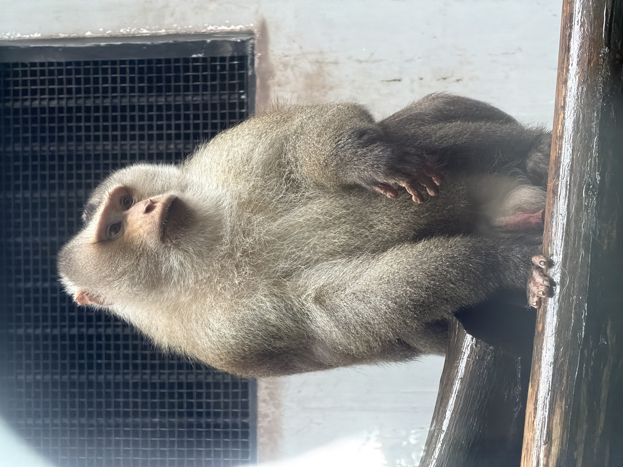 A full-body, front-facing shot captures a light brown primate with a darker brown face, sitting on a wet, thick wooden branch. The primate is facing slightly to its right, with its head turned more to its right, looking off into the distance. It has a dense coat of fur covering its body, with lighter fur around its face and chest. Its hands are resting on its lap, and its feet are visible on the branch. Behind the primate, a black metal grate is visible against a white wall. The image appears to have been taken indoors, possibly in a zoo or animal enclosure, as suggested by the grate and the enclosure's wall. There is no indication of the city of Jiulongpo District, China, in the image.