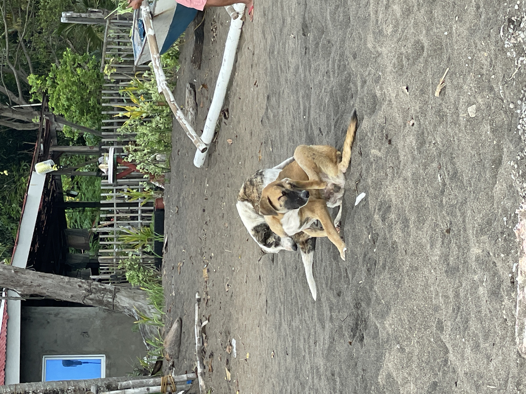 Two dogs are resting on a dark sand beach in Dauin, Philippines. One dog, predominantly tan with white markings, is scratching its ear with its hind leg. The other dog, with white and brown patches, is lying down beside it, facing away from the camera. In the background, a rustic wooden fence encloses a small area with lush green plants. A simple building with a red roof and a blue-tinted window is visible to the left. A partially visible boat with blue and white detailing rests on the sand to the right, and a person's legs in pink shorts and red flip-flops are also visible near the boat. Scattered debris, including small pieces of wood and leaves, litters the beach.