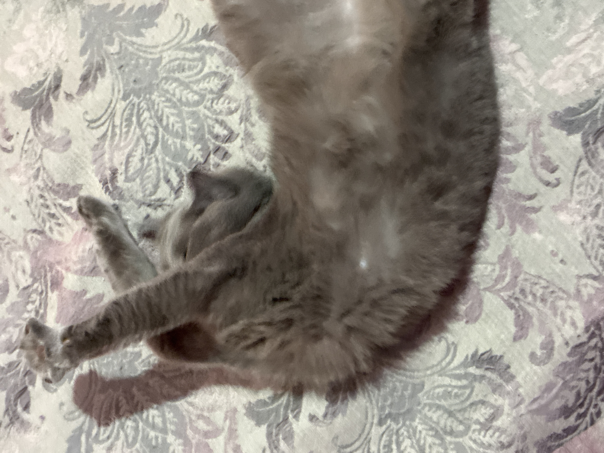 An unidentifiable domestic cat with gray fur is lying on its back on a bed. The cat's front paws are extended upwards, and its hind legs are bent. The cat appears to be relaxed. The bed is covered with a patterned comforter in shades of gray and purple. The scene is indoors, and no specific location in Alanya, Turkey, can be identified from the image.