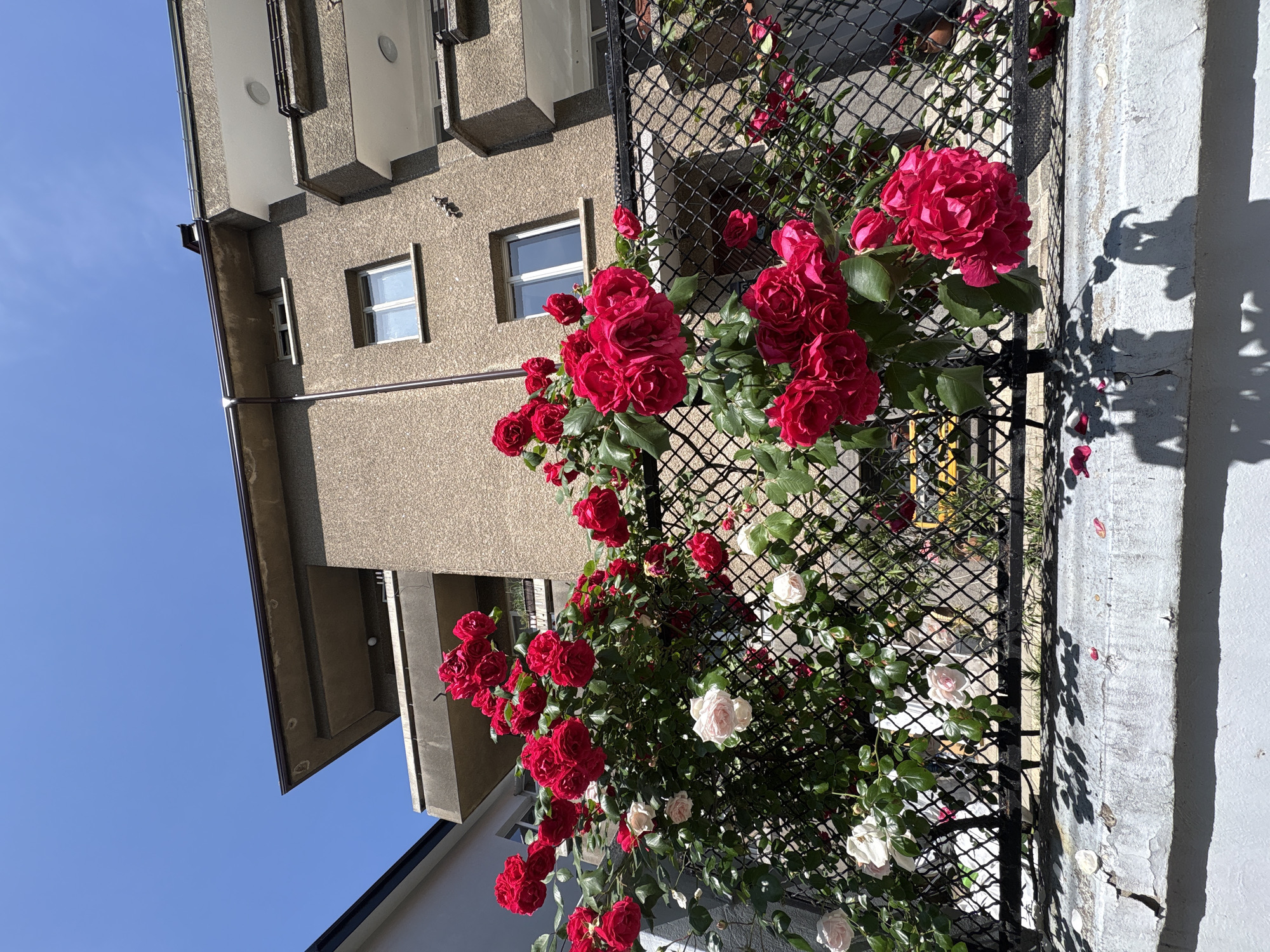 The image displays a vibrant outdoor scene in Sofia, Bulgaria, dominated by an abundance of red and some white roses in full bloom, climbing along a black metal fence or trellis. To the left, a multi-story building with a textured, light beige facade is visible, featuring several rectangular windows with white frames and prominent concrete balconies with grey undersides. A clear, bright blue sky occupies the upper left section of the frame.
The strong, direct sunlight creates sharp, distinct shadows of the roses and the fence structure onto a rugged, white concrete wall or pillar on the right side of the image. Scattered rose petals are visible near the base of this wall. The bright illumination and the blooming flowers indicate it is daytime, likely during a sunny spring or summer day. No visible text is present in the media.