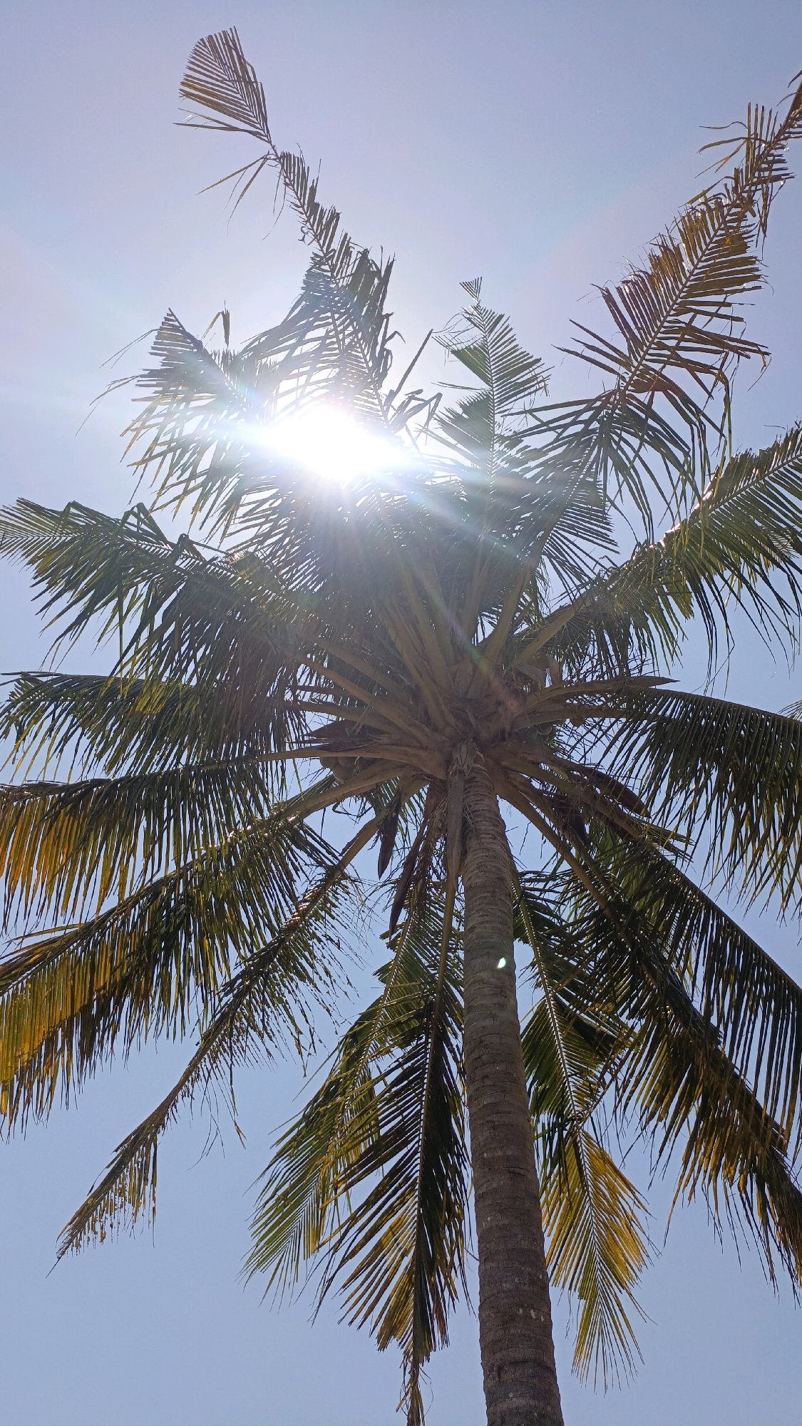 A low-angle shot shows the trunk and fronds of a coconut palm tree against a clear blue sky. The sun is positioned behind the palm, creating a lens flare effect that casts bright rays across the image and partially obscures the center of the palm's crown. The fronds are dark green with some yellowing and appear dry and somewhat tattered, suggesting the effects of wind or age. The trunk is rough and textured, typical of a mature coconut palm. The image was taken in Desa Lamunga, Indonesia, as indicated by the metadata.