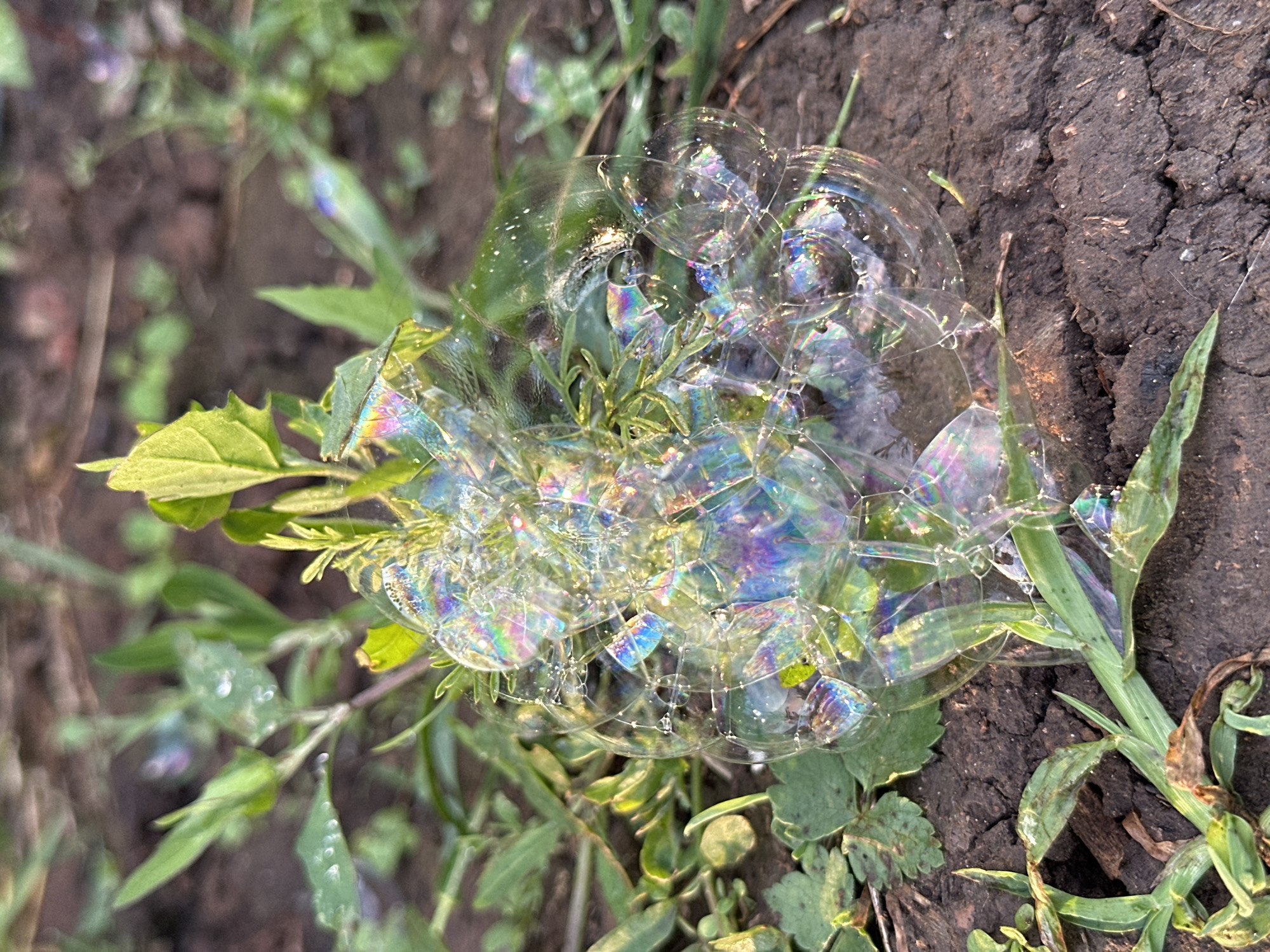 A cluster of iridescent soap bubbles rests on green grass and dark soil. The bubbles reflect the surrounding environment, displaying a spectrum of rainbow colors. Several blades of grass and small green plants are visible within and around the bubbles. The ground is dry and cracked in some areas. The scene is outdoors, with soft lighting suggesting it might be late afternoon or early morning. The location is identified as Buranovo, Russia.