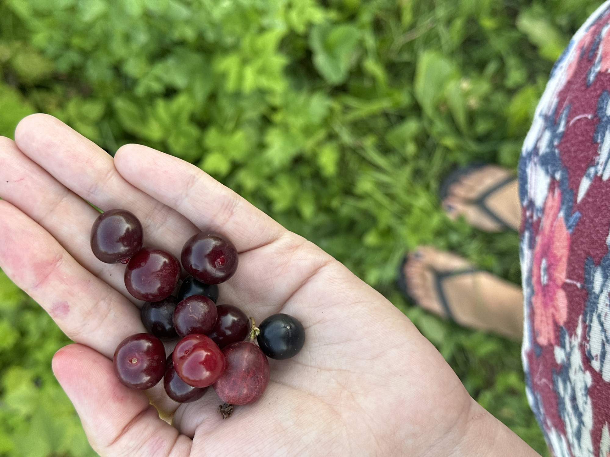 A person's open hand is held up, displaying a collection of dark red and black berries. The berries are round and glossy, some with visible stems. The hand is pale, with a few faint pink marks. In the background, out of focus, is lush green foliage, suggesting an outdoor environment. The lower portion of the image shows the top of a person's legs, wearing a colorful patterned garment, and their feet in flip-flops, partially obscured by the grass. There is no visible indication of the location being the city of Kharnavy, Russia, or any specific urban features.