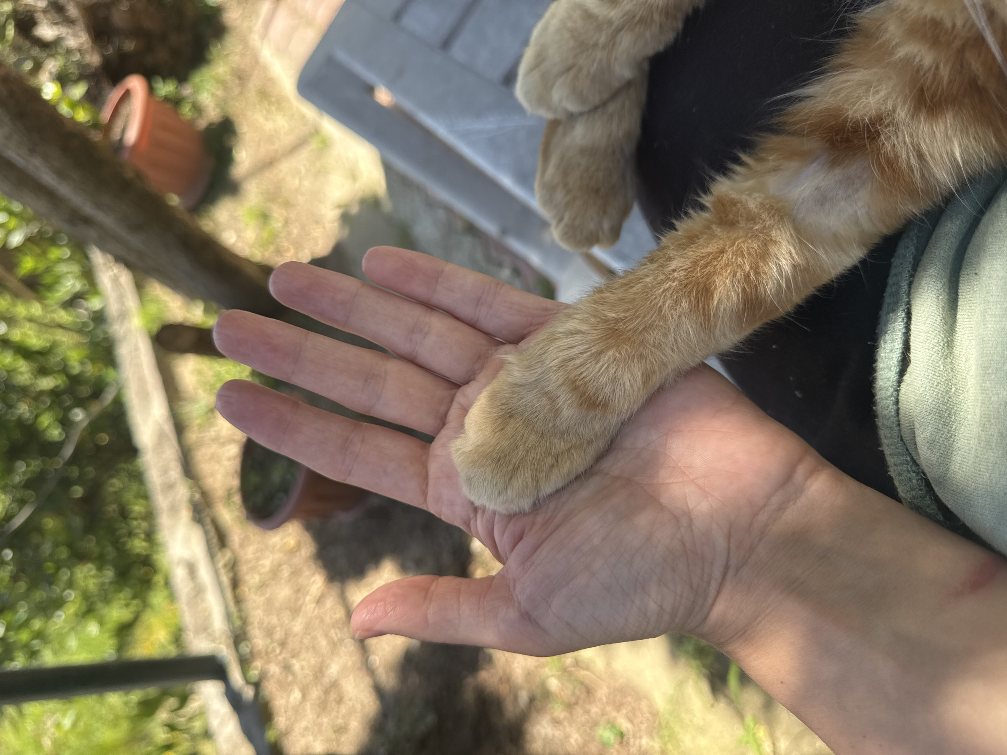 A close-up, over-the-shoulder view shows a human hand holding a ginger cat's paw. The hand is open, palm up, and the cat's paw rests on it, with the paw pad facing upwards. The cat's leg extends from the paw, disappearing out of frame. The background is blurred, showing an outdoor setting with dappled sunlight, green foliage, and a tree trunk. The scene appears to be in a garden or yard, suggesting a peaceful, casual interaction between a person and their pet. The location is specified as Vesyoloye, Russia.