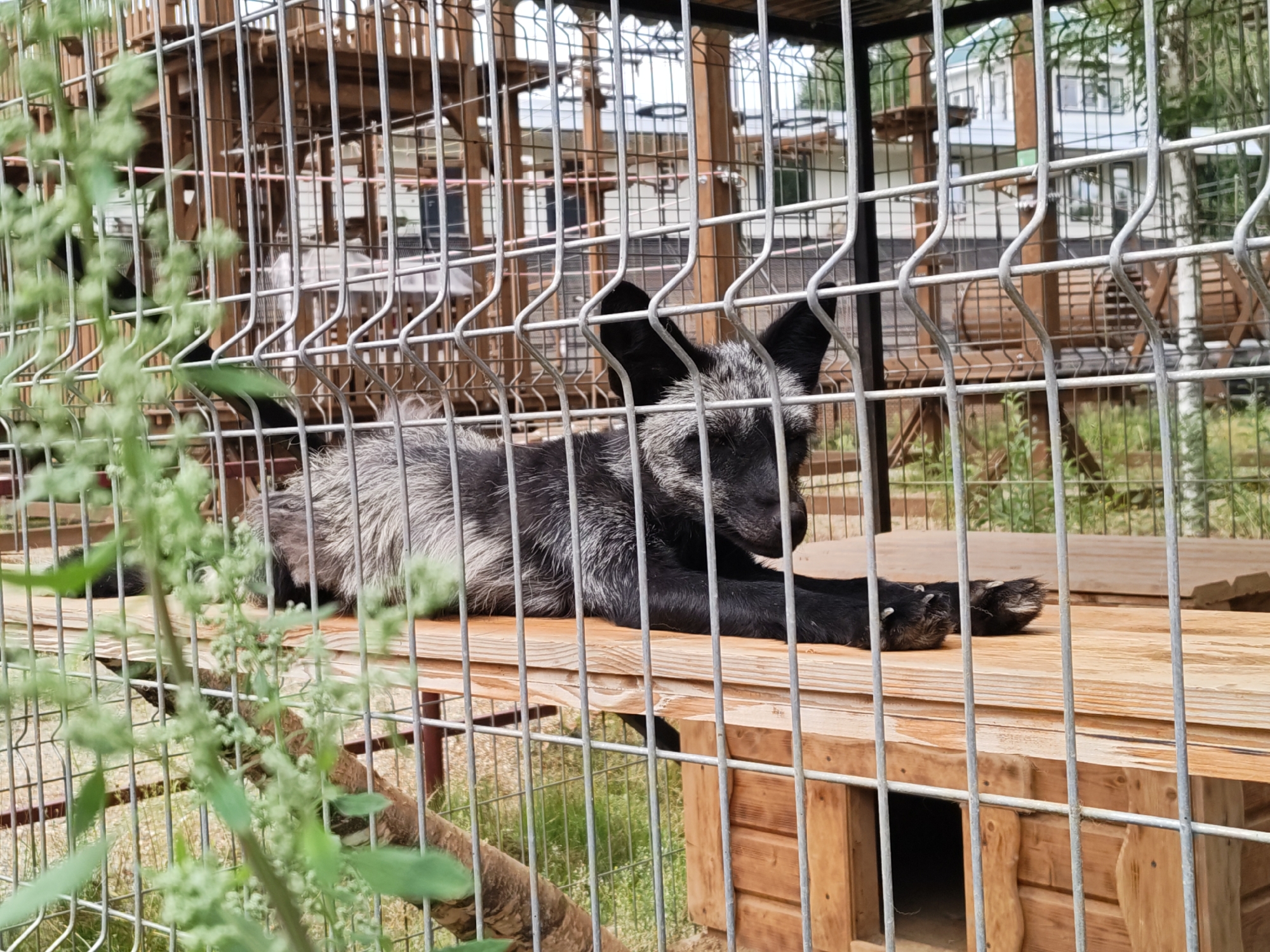 A silver fox lies on a wooden platform inside a metal enclosure, with green foliage in the foreground. The fox has dark ears and a partially visible body with silver and black fur. Behind the enclosure, a multi-level wooden structure and some buildings are visible in the background. The location is Dorishchi, Russia.