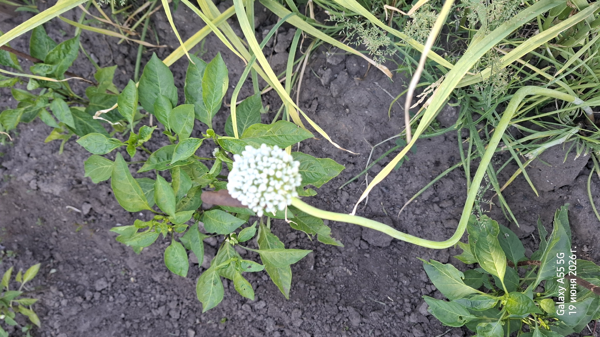 The image depicts an overhead view of a garden bed in Rostov-on-Don, Russia. The primary subjects are several green plants, including a plant with a prominent white, spherical flower and other plants with broad green leaves. The ground is dark, tilled soil, with some dry stalks and blades of grass interspersed among the plants. The plants appear to be healthy, with vibrant green foliage.
The scene suggests a daytime setting, likely during the growing season, given the presence of blooming flowers and lush leaves. There are no people visible in the image, and the focus is entirely on the plants and the soil. The overall impression is one of a cultivated garden, possibly an agricultural setting or a home garden.
Notable details include the unique structure of the white flower, which is composed of many small florets. The long, curved stem of the flowering plant adds an interesting visual element. The yellowing leaves on some of the taller, grass-like plants could indicate a change in season or a specific type of vegetation.
The image contains visible text in the lower right corner: "Galaxy A55 5G 19 июня 2026г." This text indicates the device used to capture the image, the date it was taken, and a location context relevant to Russia due to the use of the Cyrillic alphabet for "июня" (June).