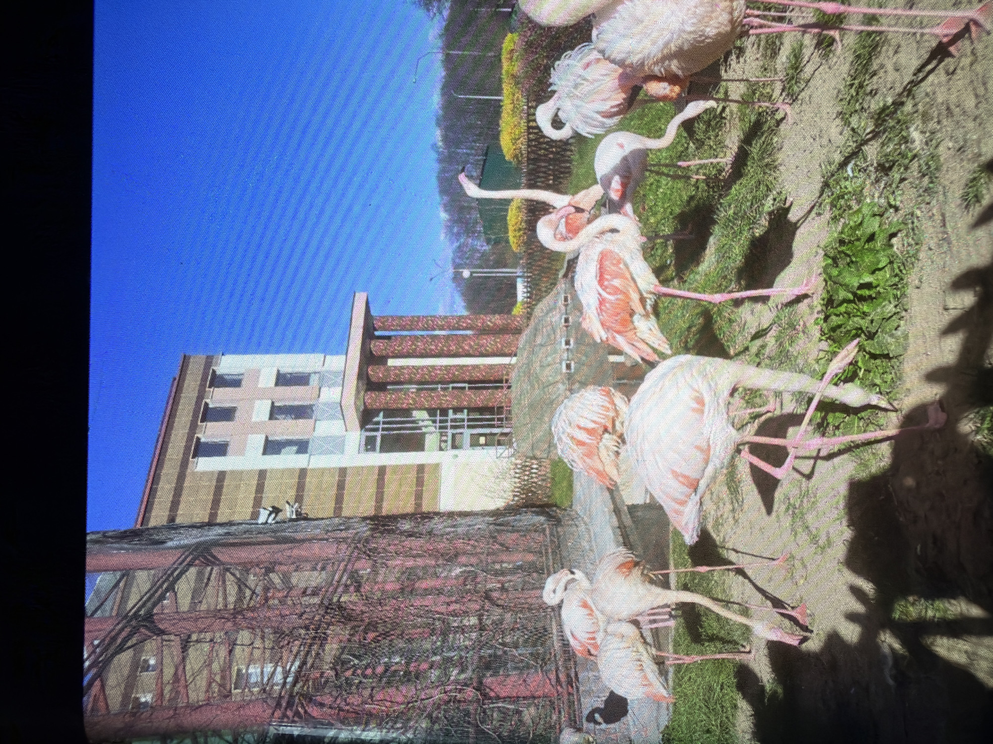 The image depicts a flock of pink flamingos in an outdoor enclosure. In the background, there is a large, multi-story building with a beige and pink facade, featuring numerous windows. To the left of the building, a tall, reddish-brown structure with a complex lattice or vine-covered exterior stands prominently. The ground in the enclosure is covered with patches of green grass and sandy soil. Several flamingos are actively feeding, with their heads down towards the ground, while others stand with their necks extended. The sky is clear and blue, indicating fair weather. This scene is likely located at a zoo or wildlife park in the Папярнянскі сельскі Савет region of Belarus.