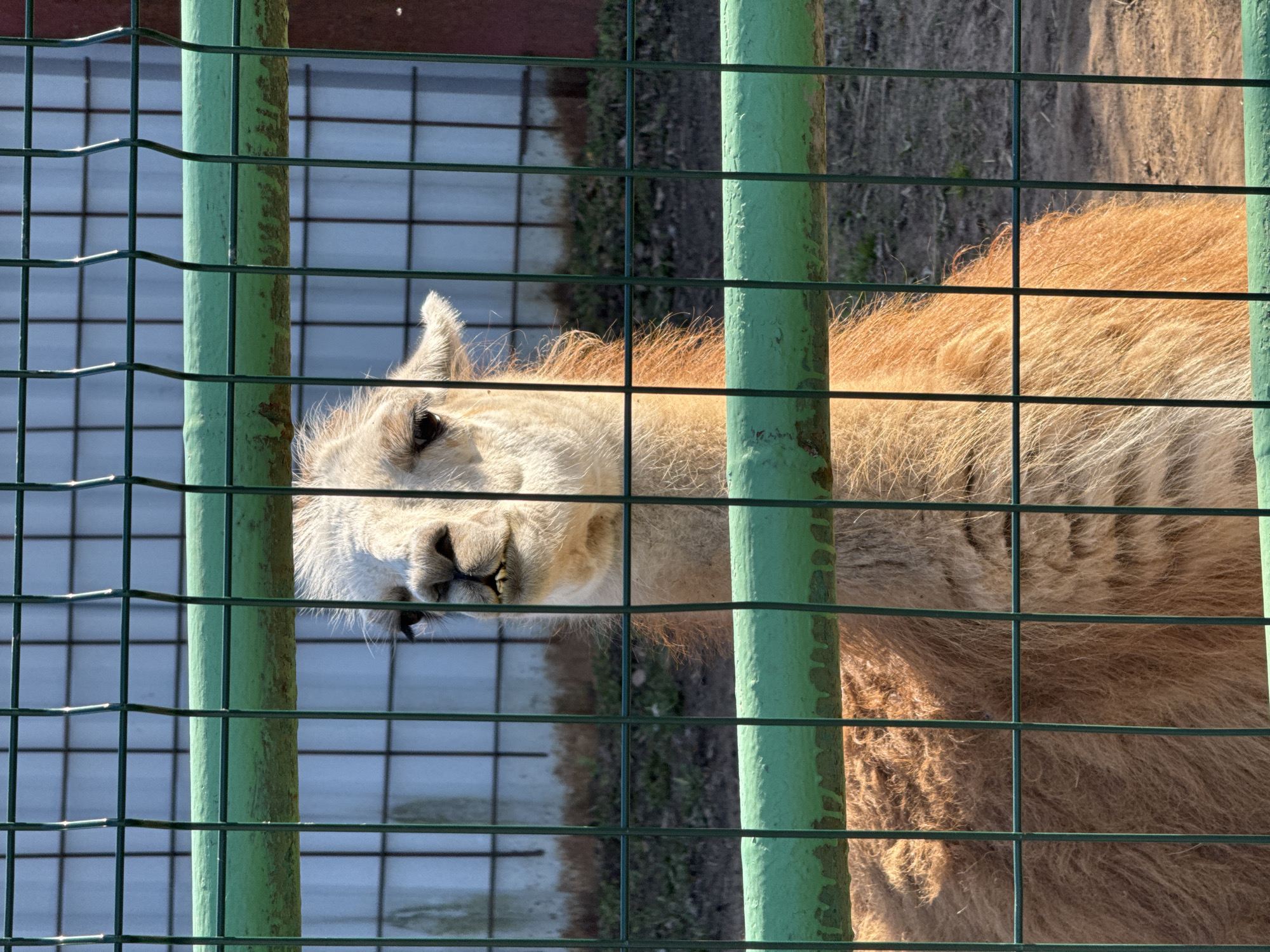 A llama is behind a green wire fence. The background includes a metal building with a checkered design. The image was taken at Izhevsk, Russia.