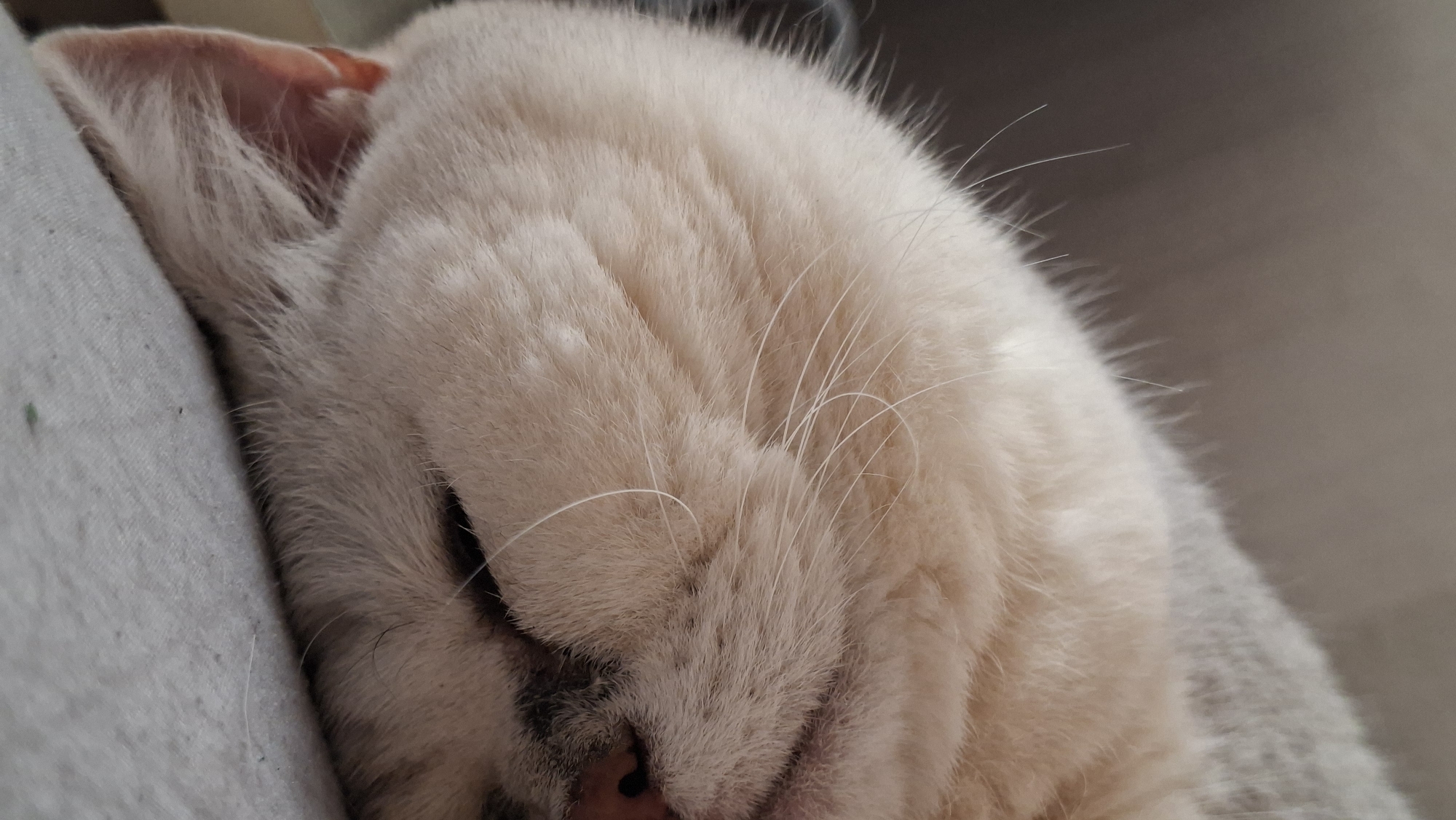 A close-up, vertical, eye-level shot shows the side of a light-colored cat's face as it sleeps, curled up on a light grey textured surface. The cat's fur is fluffy and appears to be a pale cream or white color. Its ear is visible on the left side of the image, and its nose is a dark pink. The cat's whiskers are long and thin, some are visible against its fur and extending outwards. The background is softly blurred, with areas of dark grey and light grey. The image does not provide any specific geographic context or information that would allow for location identification within Забалоцкі сельскі Савет, Belarus, or any other location.