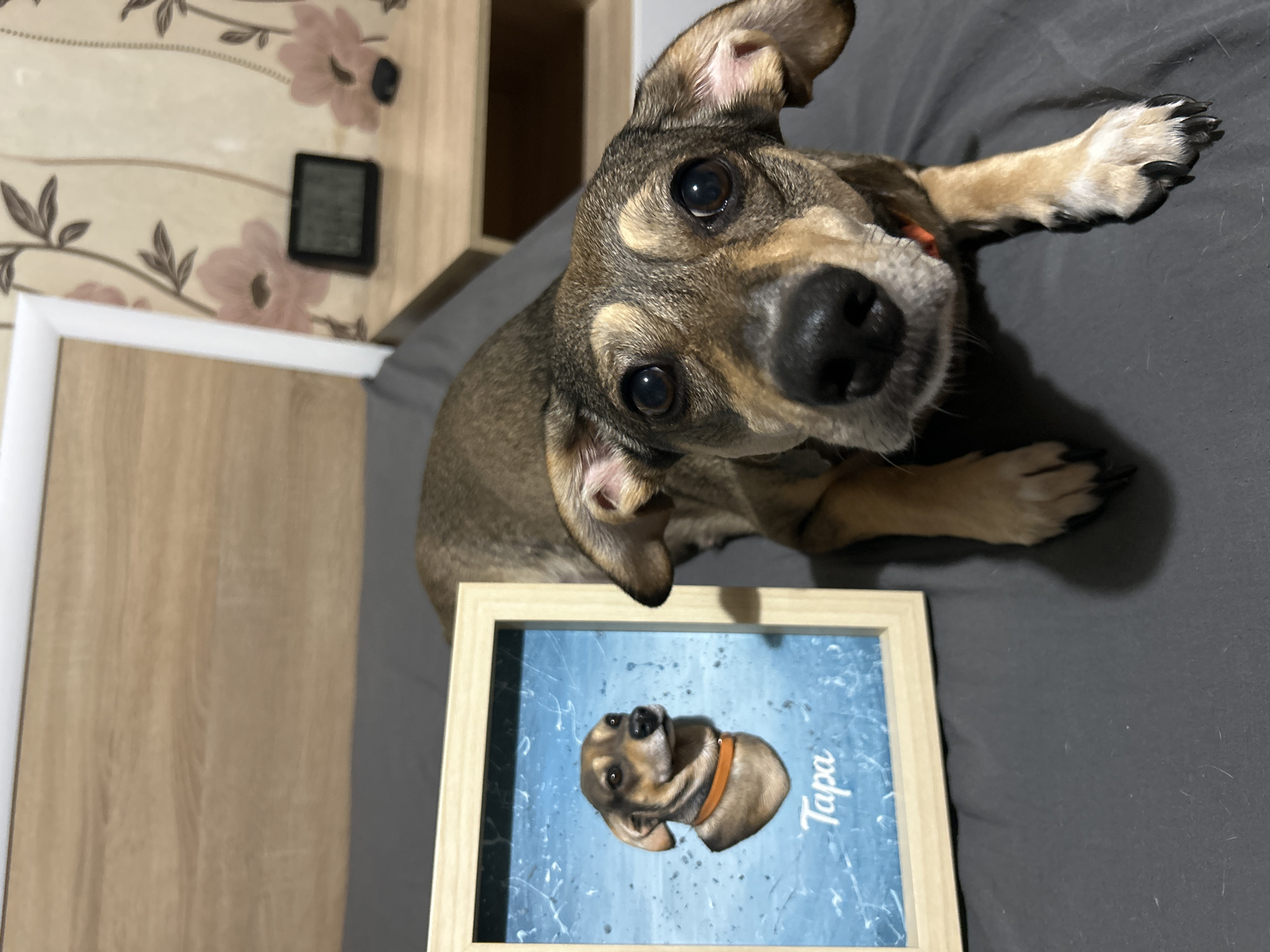 A medium-shot photograph shows a brown dog with large dark eyes and floppy ears lying on a dark gray surface, likely a bed. In front of the dog, to its left, is a framed portrait of a dog that appears to be the same breed, rendered in a cartoonish style with a blue background and the name "Tapa" written in white script. The dog is looking directly at the camera. Behind the dog and portrait, a wooden headboard is visible, and to the right, a bedside table with a digital clock and floral wallpaper. The scene appears to be indoors, possibly in a bedroom, in an unknown location.