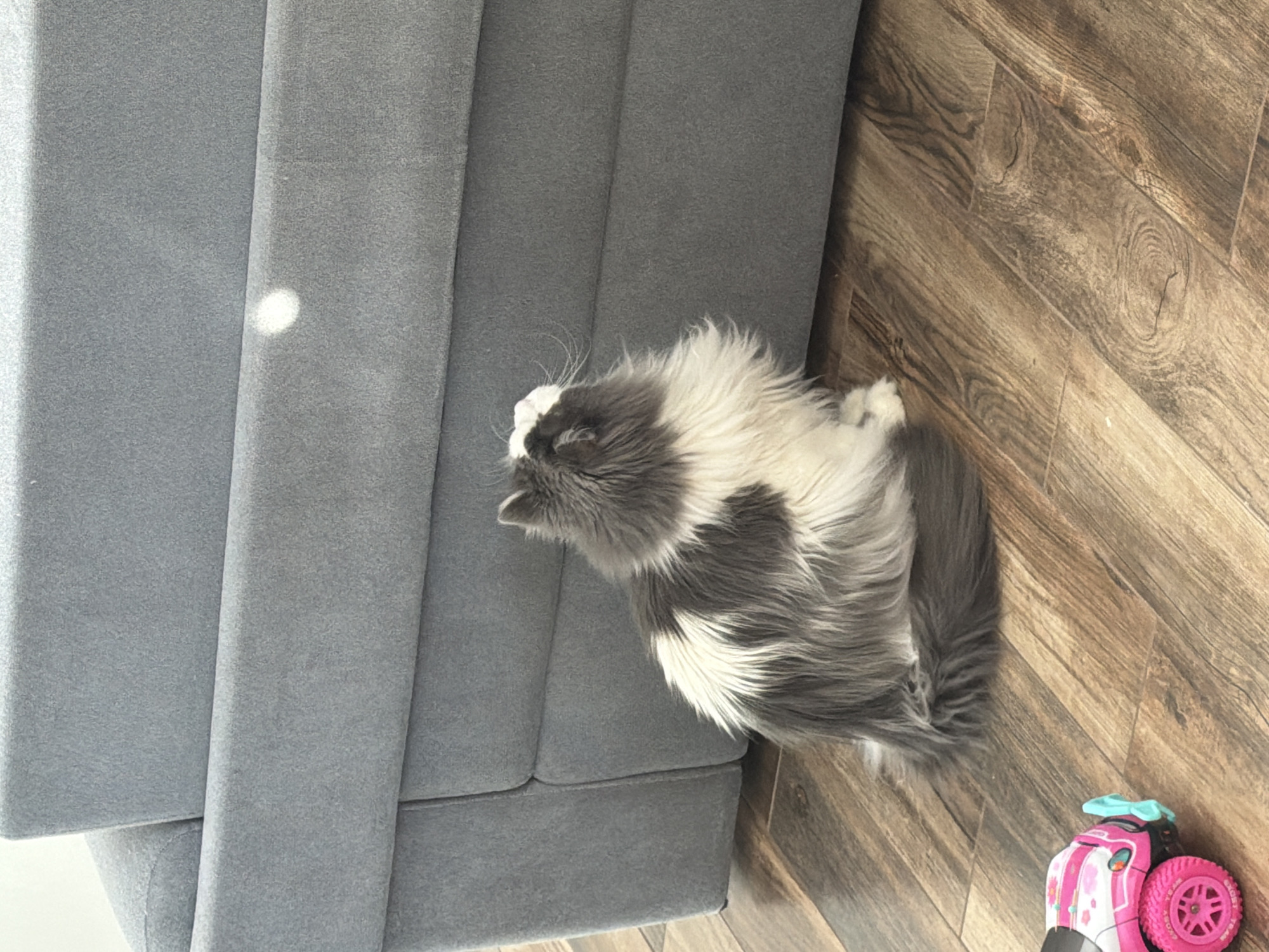 This image depicts a long-haired cat resting on a wooden laminate floor next to a grey upholstered sofa in an indoor domestic setting, likely a home in Chaikovsky, Russia. The cat, exhibiting a fluffy grey and white coat, is curled up with its head facing the back of the sofa, appearing calm and relaxed.
The sofa is made of a textured, solid grey fabric, with visible seams indicating its construction. A distinct, circular spot of bright light, possibly sunlight, is reflected on the sofa's surface, suggesting daytime. The flooring consists of warm-toned wooden laminate planks, displaying natural wood grain patterns. In the lower right corner, a small toy car is partially visible. It is primarily pink and black, with bright pink wheels and a small blue bow adorning its top. Indistinct text can be seen on a white section of the toy car, but it is not legible. The scene conveys a peaceful and quiet domestic moment.