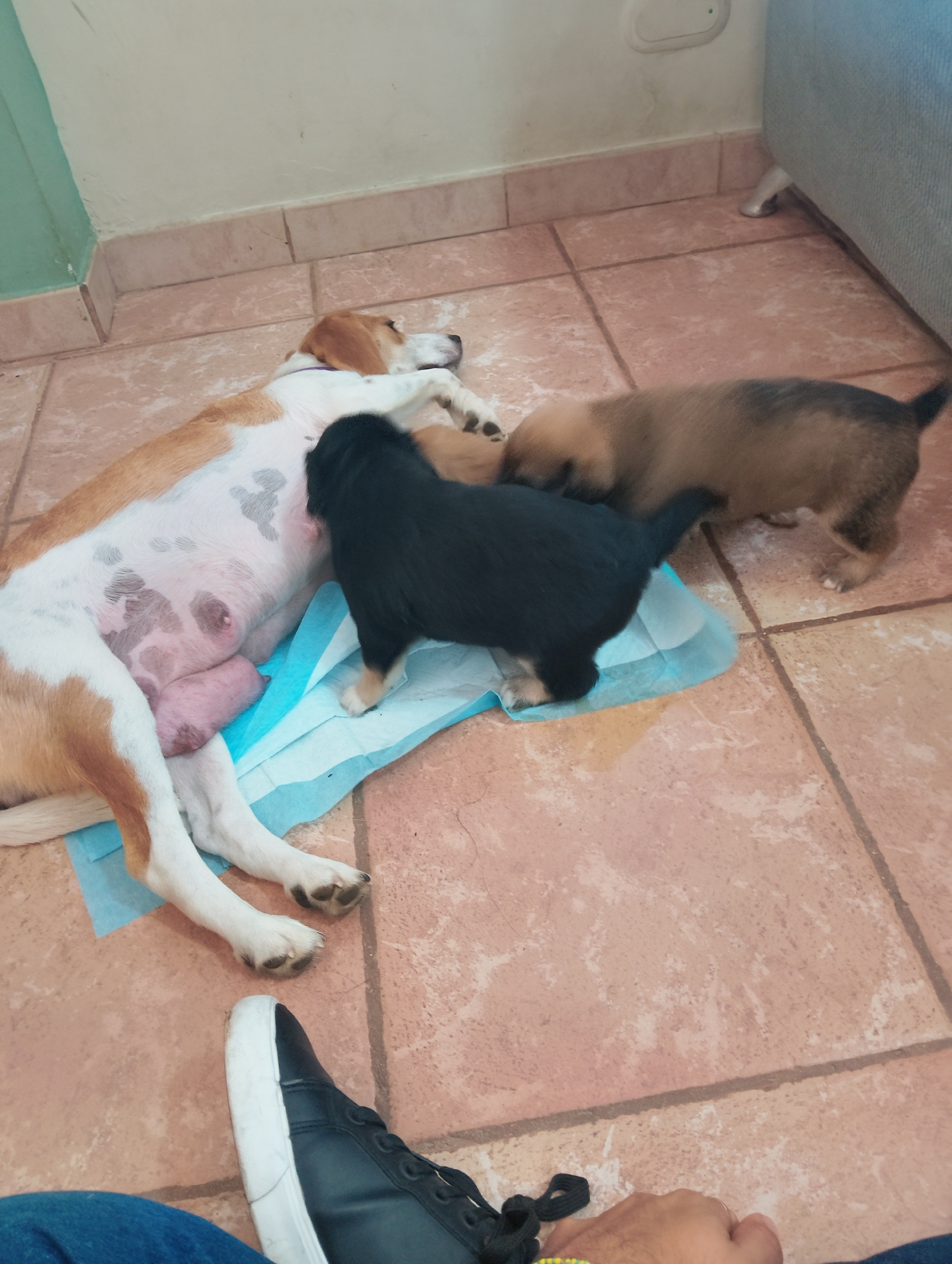 A tan and white dog is lying on a blue absorbent pad on a tile floor. The dog has visible mammary glands and is likely a nursing mother. Three puppies are present: one black, one brown, and one tan. They are around the mother, possibly nursing or attempting to nurse. A black and white shoe is near the dog and puppies. The location is likely indoors due to the tile flooring and wall in the background. There is no information in the image to determine the city of Caracas, Venezuela.