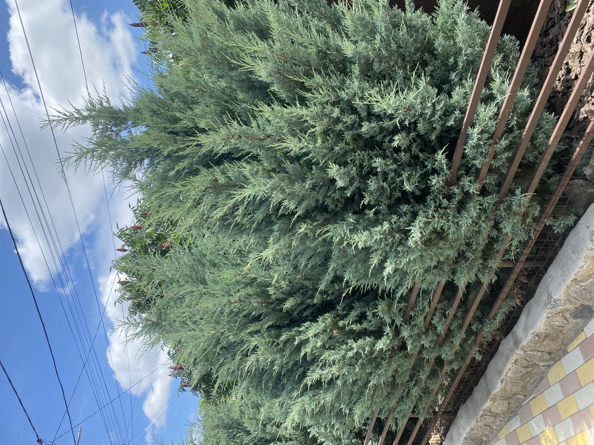 An exterior, eye-level, medium shot captures a dense line of blue-green juniper trees planted behind a rusty metal fence. The fence has horizontal bars and is set against a backdrop of dark mulch and more foliage. A stone wall borders a paved walkway constructed of small, square tan, yellow, and white pavers in the lower left foreground. Above the trees, a bright blue sky is dotted with fluffy white clouds, and several power lines crisscross the frame.