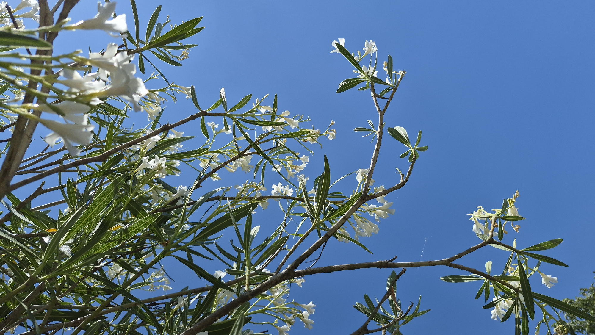 A close-up, low-angle outdoor shot captures the branches of a flowering tree against a clear blue sky. The branches, some thick and brown, others thinner and lighter, are adorned with long, slender green leaves. Clusters of small, delicate white flowers are scattered throughout the branches, some in full bloom, others in bud. The sky is a vibrant, cloudless blue, providing a stark contrast to the foliage and flowers. The scene appears peaceful and natural. There are no people or man-made objects visible in the image. The image is taken during the daytime, under bright sunlight.
