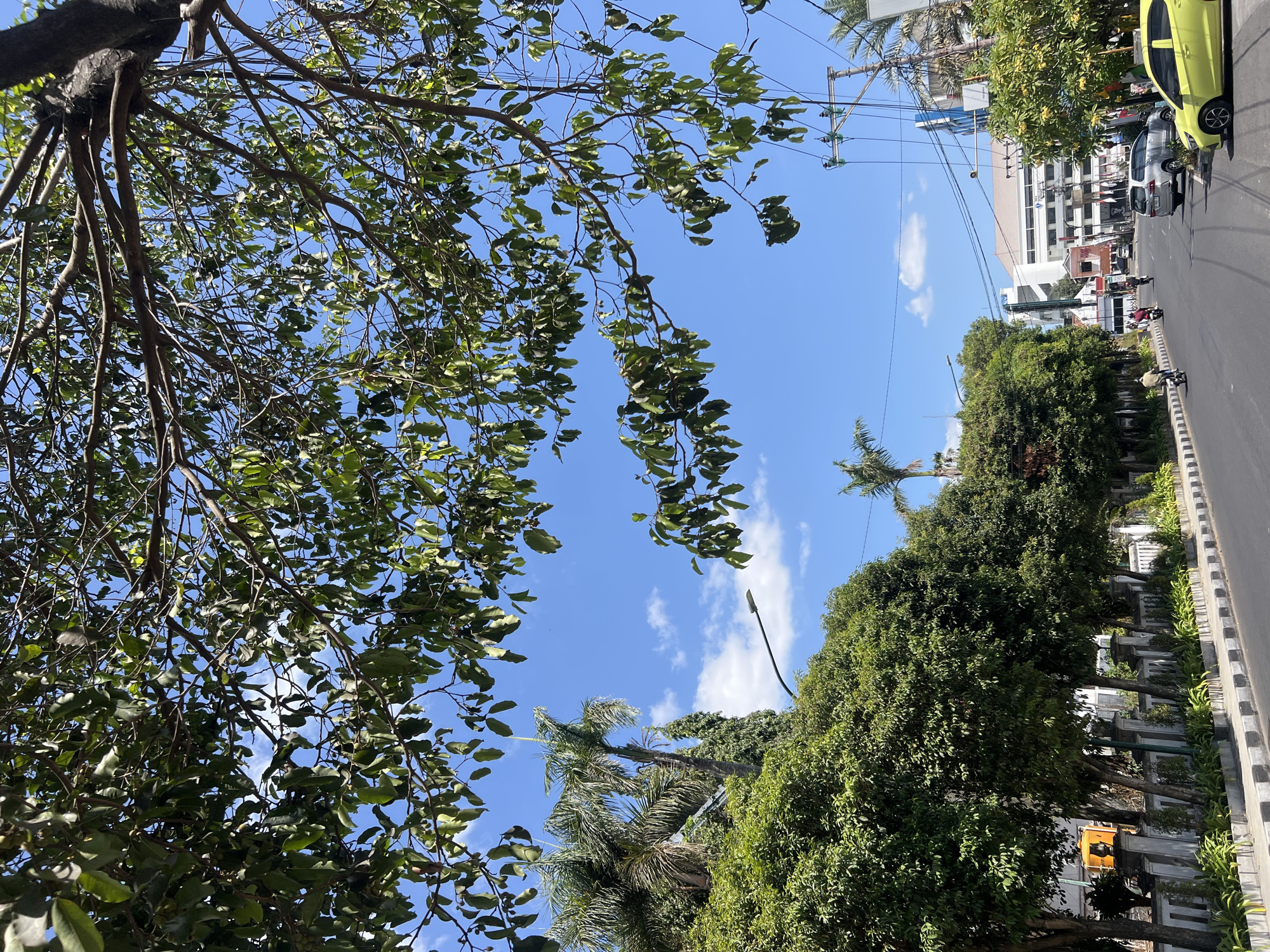 This is a street scene in Yogyakarta, Indonesia, on a sunny day with a clear blue sky dotted with a few white clouds. The foreground is dominated by the leafy branches of a large tree, obscuring a portion of the sky. Below the tree, a paved road runs diagonally from the lower left to the upper right. On the left side of the road, a row of neatly trimmed green trees lines a white stone wall with decorative pillars and planters containing green foliage. Beyond the trees, a tall palm tree and other greenery are visible. A street lamp extends from the left side of the image over the road.
On the right side of the road, several vehicles are present, including a silver SUV, a yellow car, and two motorcycles. A few people are visible on the motorcycles. Further down the road, a multi-story building with white walls and a light-colored roof is prominent. Electrical poles and wires are strung across the scene above the street. The overall impression is of a well-maintained urban environment with ample greenery.