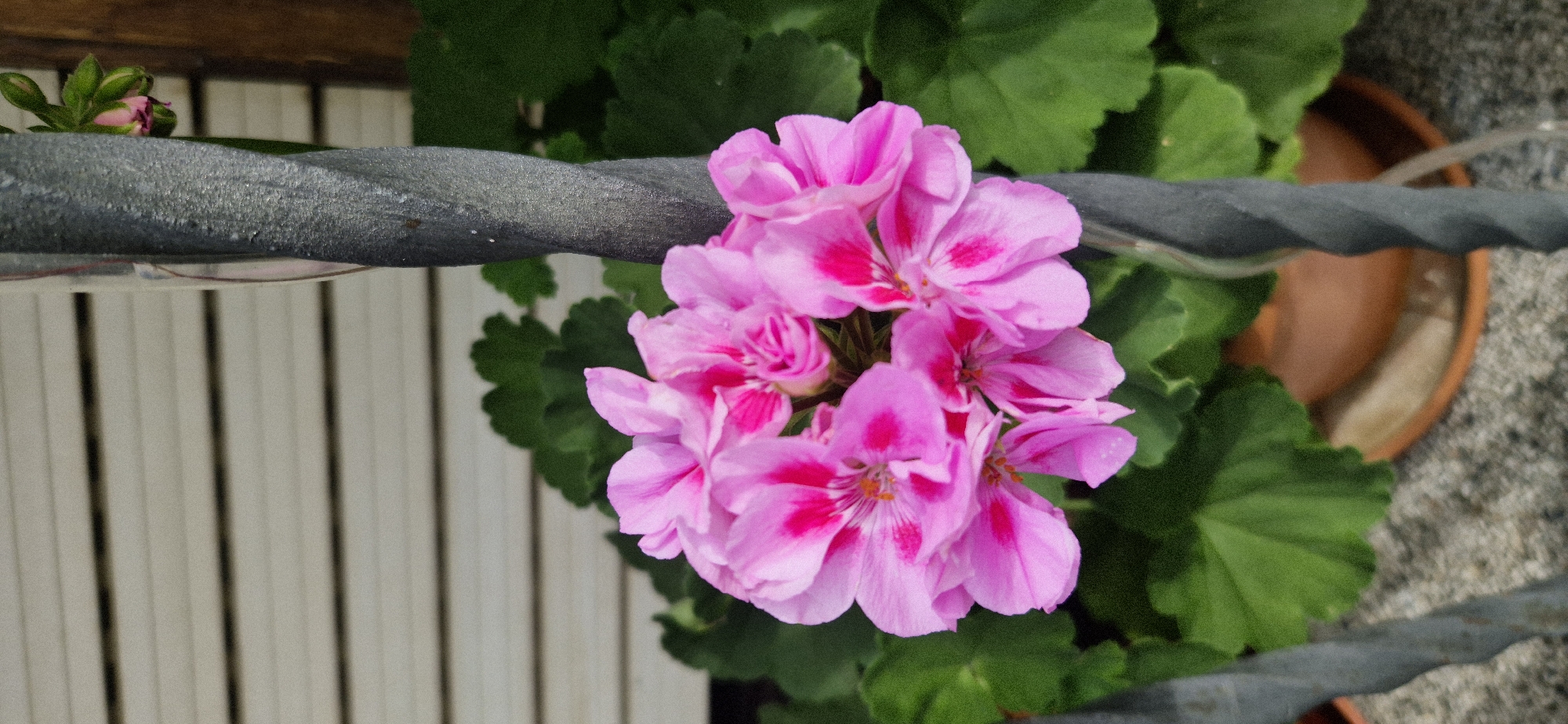 A close-up, vertical shot shows a cluster of bright pink flowers with darker pink markings, possibly geraniums, blooming in a garden setting. The flowers are the central focus, with their petals slightly unfurling. Surrounding the bloom are lush green leaves. The flowers are positioned next to a dark, twisted metal pole or stake, which is partially wrapped in a clear plastic tube. In the background, a light-colored, horizontally-slatted wall or fence is visible. The foreground reveals a terracotta pot filled with gravel or small stones. The overall scene suggests an outdoor environment, likely a garden or patio. The image does not contain any people or specific identifiable locations within a city.