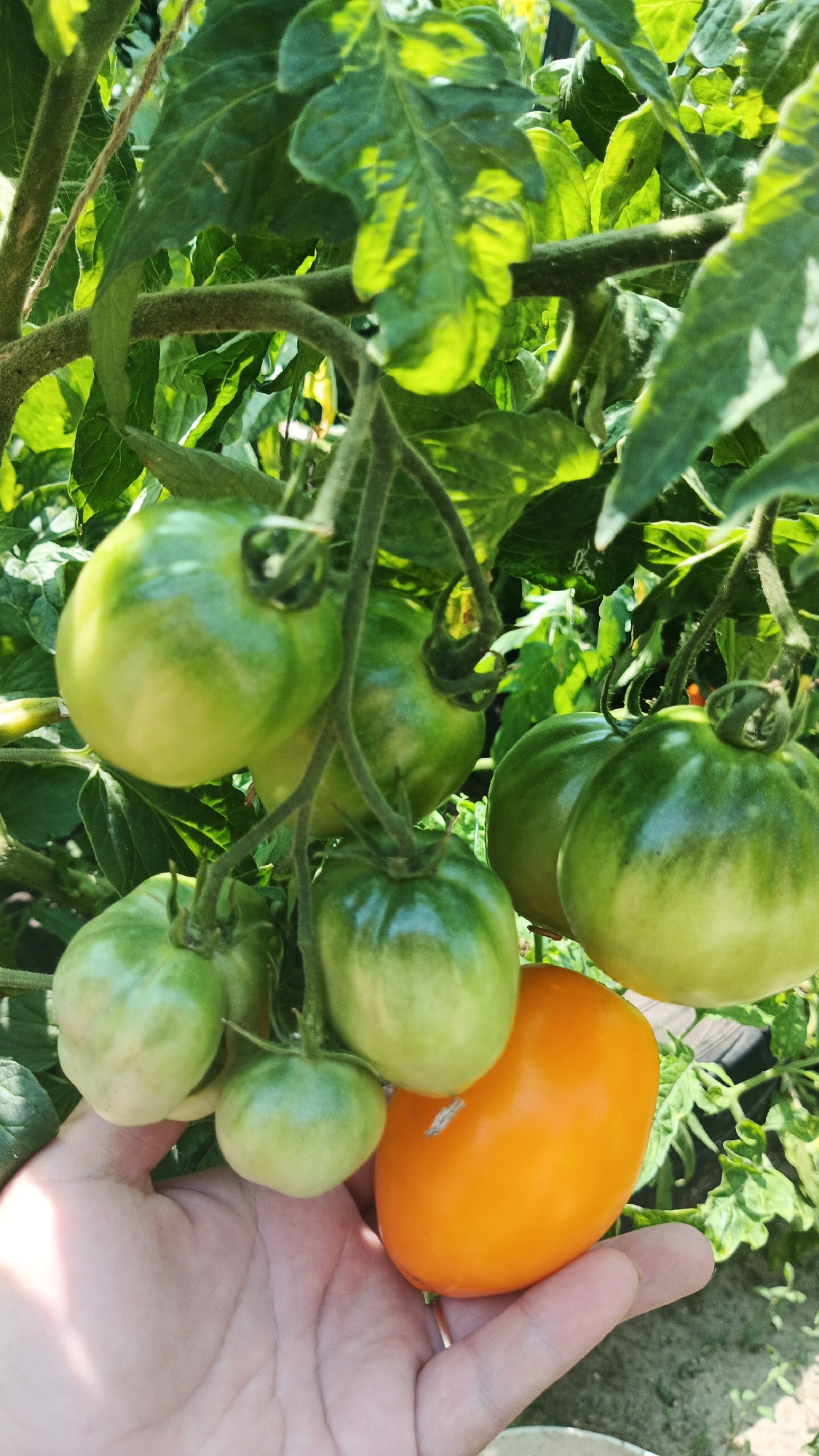 A hand is holding a single ripe orange tomato next to a cluster of green, unripe tomatoes on a vine. The tomatoes are growing outdoors in a garden setting, with lush green leaves and dappled sunlight filtering through the foliage. The background shows more greenery and a hint of soil, suggesting a natural, cultivated environment. The image appears to have been taken in Kryvyi Rih, Ukraine, based on the provided context, likely in a home garden or allotment.