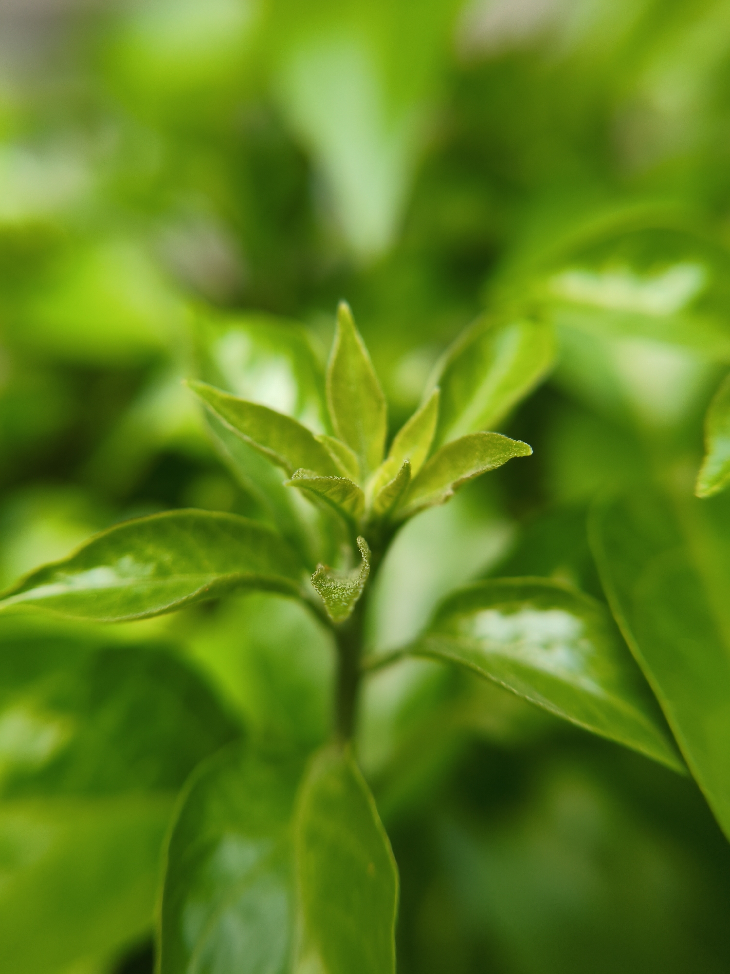 This close-up, macro photograph captures the vibrant green top portion of a plant, showcasing new growth and several leaves. The central focus is on a cluster of fresh, small leaves emerging from the apex of a stem, characterized by their lighter green hue and subtly textured, almost fuzzy appearance. Below these nascent leaves, several larger, mature leaves extend outwards, displaying a glossy surface with visible venation. The entire background is rendered as a soft, ethereal blur of varying shades of green, creating a pleasing bokeh effect that highlights the sharpness of the foreground subject. The scene is brightly lit by natural light, indicative of daytime conditions, emphasizing the plant's lushness and vitality. No people, other distinct objects, or activities are visible. The image conveys a sense of natural beauty and growth, typical of a verdant outdoor environment, fitting the provided location context of Lhokseumawe, Indonesia. There is no visible text.