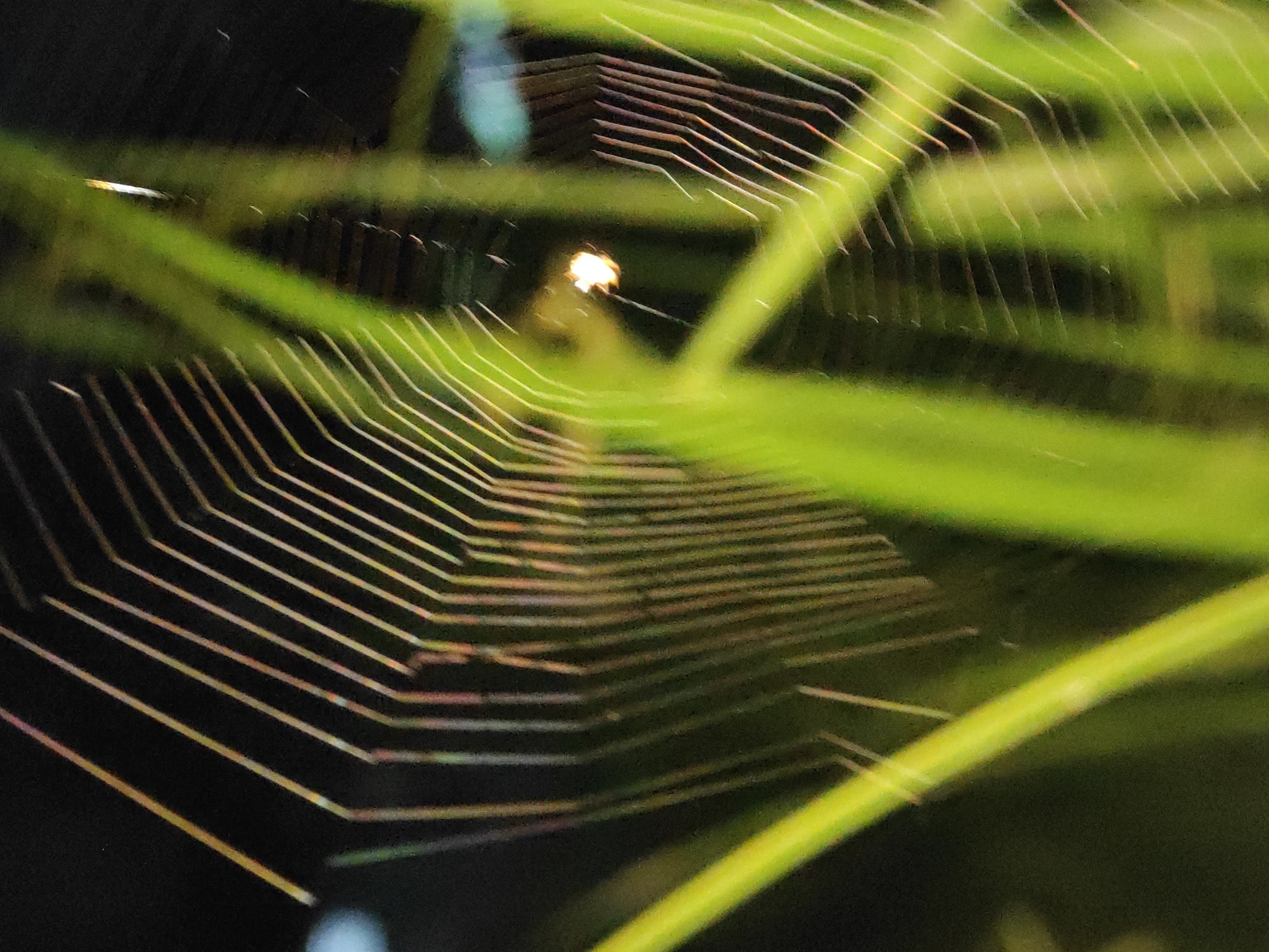 The image presents a detailed, close-up view of a spiderweb set against a blurred green and dark background, likely captured in Uteungeulinggang, Indonesia. The main subject is the intricate spiderweb, whose delicate silk strands are prominently displayed. These strands exhibit iridescence, reflecting light with shimmering hues of white, yellow, orange, and hints of pink.
In the center of the web, a bright, glowing, and somewhat blurred circular spot stands out, drawing the eye. This focal point could be a dewdrop catching sunlight, a tiny insect caught in the web, or a reflective part of a spider itself.
The background consists of out-of-focus green foliage, suggesting an environment rich in plants like grass or leaves. A thick, vibrant green stem is visible in the lower right foreground, further grounding the scene in a natural, outdoor setting. The dark areas around the web create a strong contrast, making the illuminated strands pop. The lighting appears natural, possibly daylight, which enhances the web's intricate structure and the reflective quality of its silk. There is no discernible activity taking place, nor is any text visible in the image.
