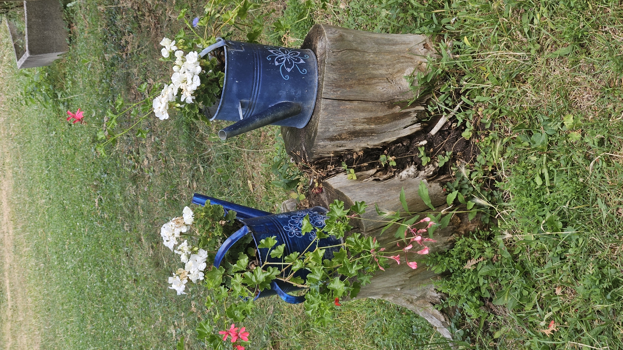 This image depicts a rustic outdoor scene with two blue watering cans repurposed as planters. The watering cans are filled with white and pink flowers and are placed atop a weathered tree stump. The stump is situated on a grassy area, with some fallen leaves and dirt visible around its base. In the background, more grass and a grey concrete object can be seen. The overall impression is one of a charming, natural setting, possibly a garden or a park. The specific location in the city of Prešov, Slovakia, is not identifiable from the visual information alone.