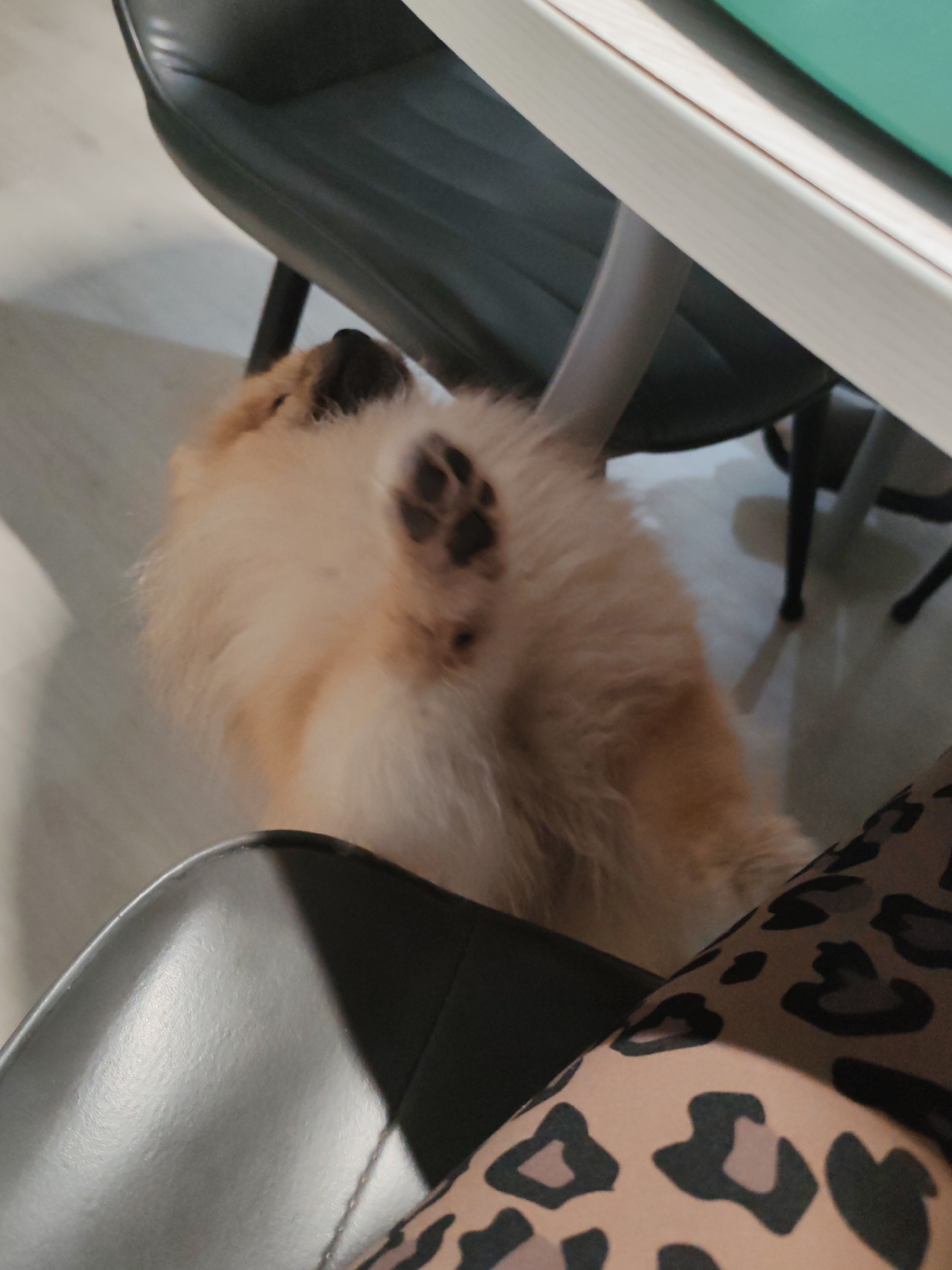 In Komsomolsk-on-Amur, Russia, a fluffy light-brown Pomeranian dog is lying on its back on a light-colored floor, viewed from above. The dog's paws are visible, with one paw showing distinct black paw prints. The dog is positioned under a light-colored table with a green surface, supported by dark chair legs. In the foreground, a person's leg wearing leopard-print leggings is visible, with the knee area in focus. The scene appears to be indoors, possibly in a home or office environment, with a grey chair also present.