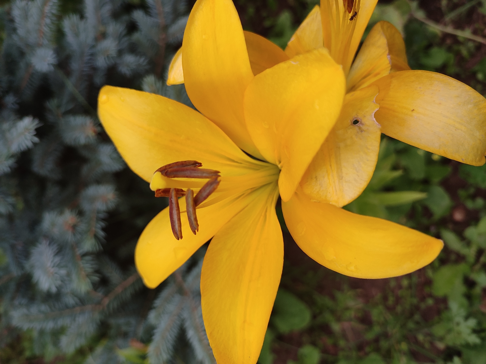 A close-up photograph captures two yellow lily flowers in bloom against a blurred background of dark green evergreen branches and foliage. The flowers are vibrant yellow, with delicate petals unfurling. In the center of the upper flower, brown stamens are visible. One of the lower petals has a small black insect, possibly an ant, on its surface. The overall lighting suggests an outdoor environment, likely in a garden or natural setting. The image does not contain any specific geographical markers to pinpoint its location within Igenche, Russia.