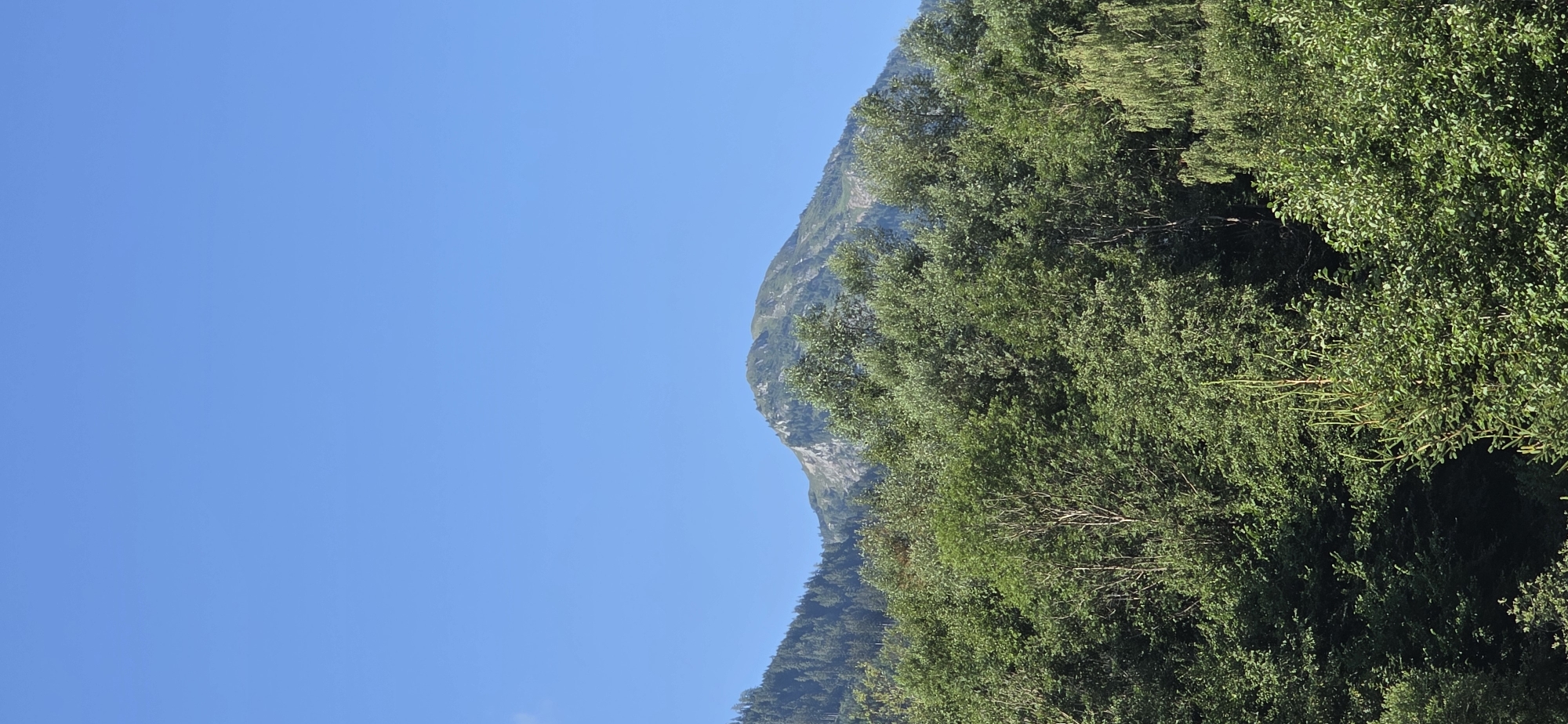 The image depicts a mountainous landscape under a clear blue sky, likely in Sankt Veit im Pongau, Austria, given the context. In the foreground, a dense canopy of lush green trees fills the lower half of the frame. These trees are varied in species and height, creating a textured wall of foliage. Behind the treeline, the middle ground features the slopes of mountains covered in a mix of dense conifer forests and some areas of exposed rock and grass. The highest peak in the background is a substantial mountain with a rugged, uneven summit, showing patches of lighter colored rock and green vegetation, suggesting it is at a significant elevation. The sky is a uniform, cloudless blue, indicating fair weather. There are no people or man-made structures visible in the image, making it a purely natural scene. The overall impression is one of serene, natural beauty.