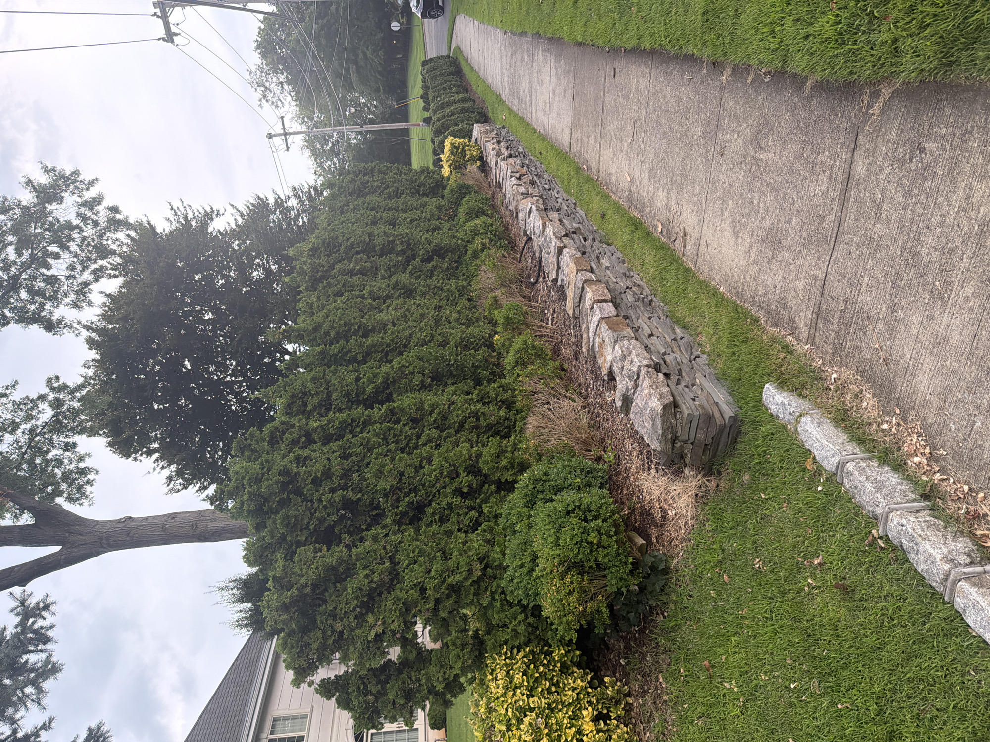 The image depicts a residential sidewalk lined with manicured hedges and a low stone retaining wall. The sidewalk is made of concrete and runs alongside a grassy lawn. Behind the hedges, a portion of a light-colored house with windows is visible. A large tree with a thick trunk stands behind the hedges. Overhead, power lines and utility poles are visible against a cloudy sky. The scene appears to be in a suburban setting, possibly in the Village of Great Neck, United States of America. There are no people or vehicles in the immediate vicinity of the sidewalk, though a dark-colored car is partially visible on the road in the background. The overall impression is one of a well-maintained residential property.