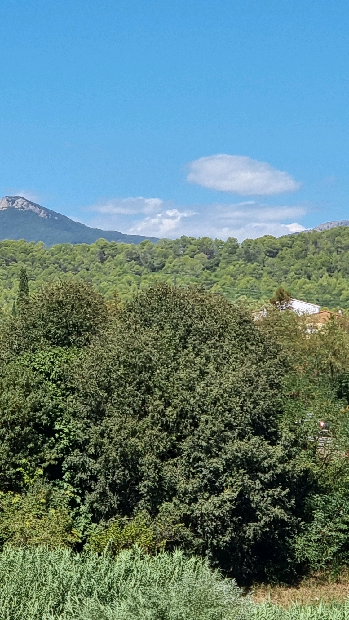The image depicts a serene landscape with a clear blue sky dotted with a few wispy clouds. In the foreground, dense green foliage dominates the frame, with various types of trees and shrubs creating a rich tapestry of textures and shades of green. A tall, slender cypress tree stands out amongst the broader, bushier trees in the mid-ground. Behind this lush vegetation, a gentle slope is covered in a dense forest of pine trees, stretching across the horizon. In the distance, a majestic mountain range, partially obscured by the forest, rises against the sky, its rocky peaks catching the sunlight. A small, white-roofed building with a terracotta-tiled roof is partially visible through the trees, suggesting a human presence in the otherwise natural environment. This scene evokes a sense of tranquility and natural beauty, consistent with the landscapes found in and around Besalú, Spain, a town renowned for its medieval architecture and surrounding natural scenery.