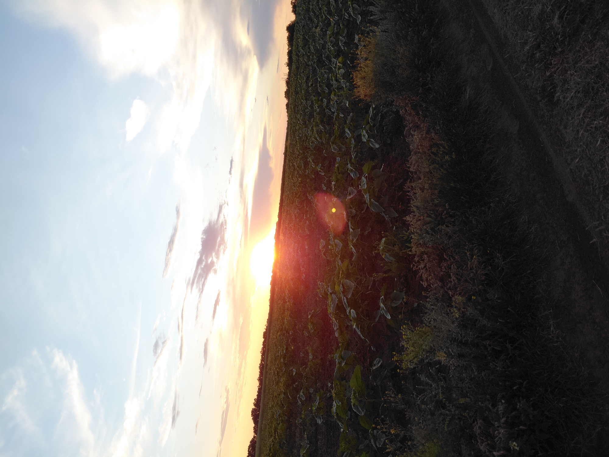 A wide-angle, low-angle shot captures a vast field of young sunflowers under a dramatic sky during sunset. The sun, a bright orb of light, is positioned slightly left of center, casting a warm, orange glow across the horizon. The sky is a gradient of blues, whites, and soft oranges, with wispy clouds scattered throughout. The field itself is densely populated with rows of dark green sunflower plants, their leaves reaching towards the sky. In the foreground, a strip of wild vegetation and a dirt path create a textured border to the agricultural expanse. The overall impression is one of rural serenity at the close of day.