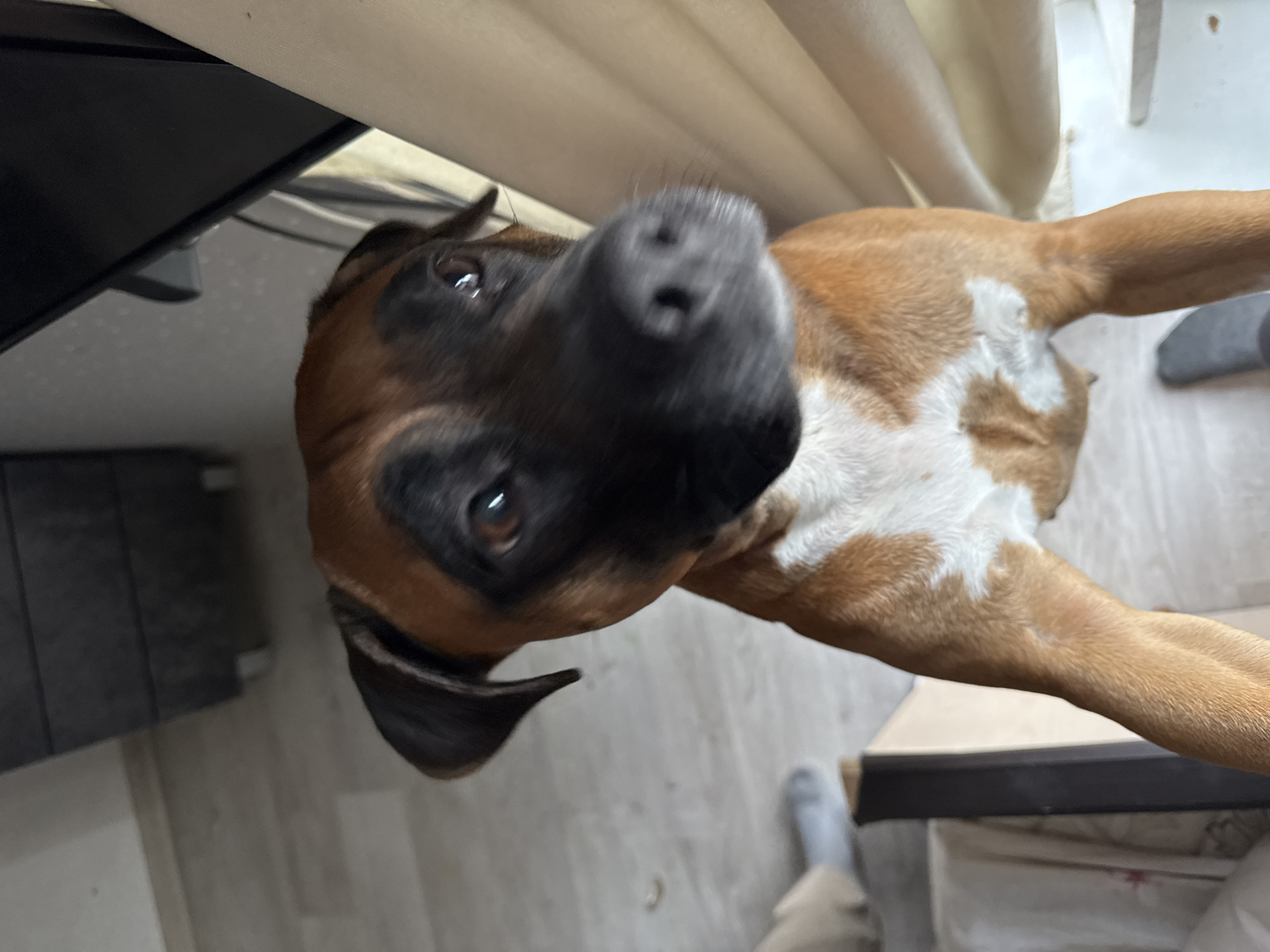 A close-up, slightly distorted, overhead perspective captures a brown and white Boxer dog. The dog's face, dominated by a large, black nose, is angled towards the camera. One ear is visible on the left, folded downwards. The dog's chest is white with brown markings. The rest of the body extends out of frame, but the front paws are visible, resting on the floor. The background includes a light-colored wall or curtain and a portion of what appears to be furniture. A partially visible foot clad in a sock is present at the bottom of the image. The location is not discernible from this image.