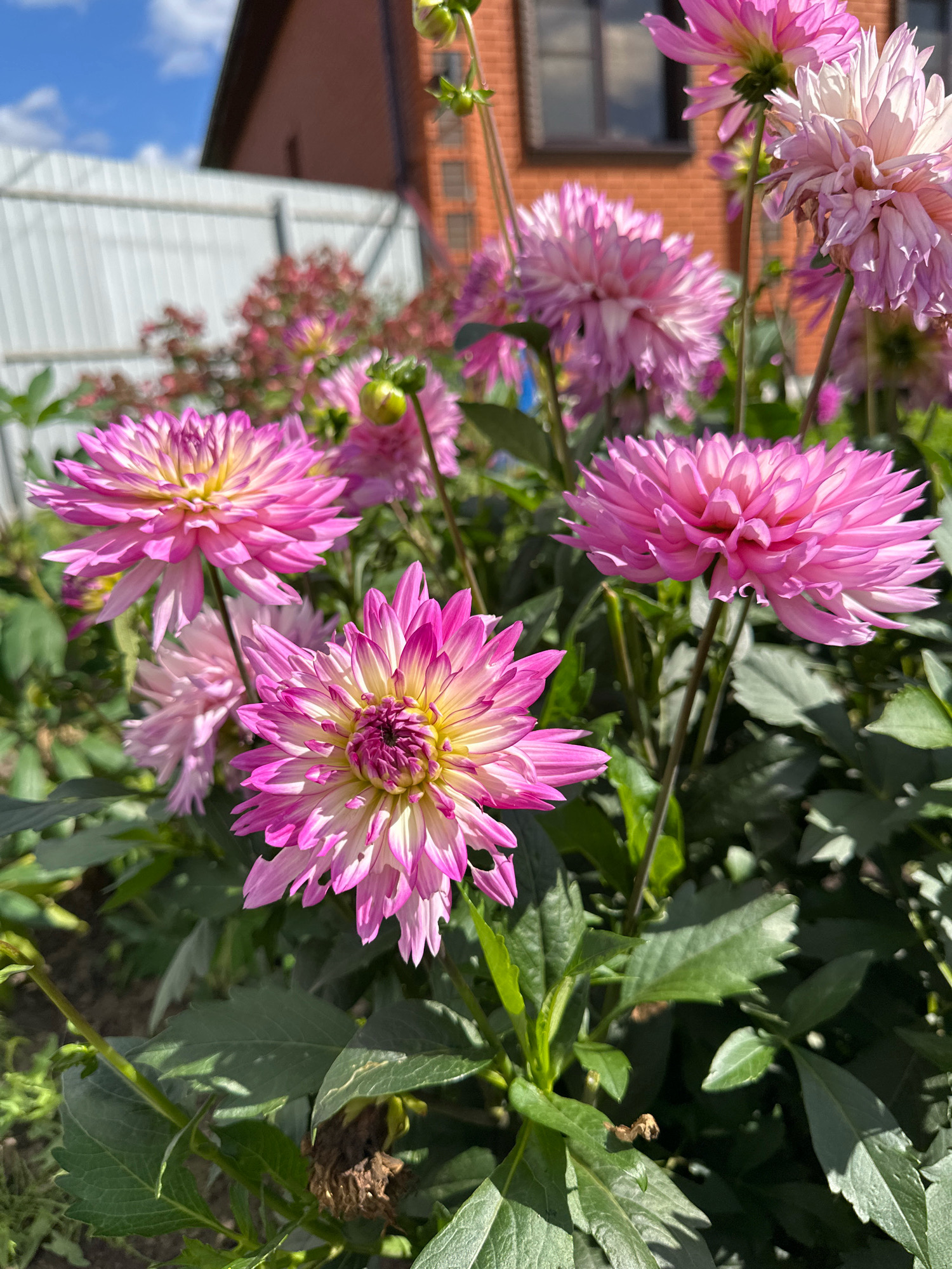 The image shows a close-up of several pink dahlias in bloom in a garden. The flowers have delicate, pointed petals with a gradient of color from a deep pink at the tips to a lighter pink and yellow towards the center. The foreground features a large, fully bloomed dahlia, and to its left, another smaller dahlia with similar coloring. In the background, more dahlias of varying sizes and shades of pink are visible, some still in bud. The foliage is lush and green, with some shadows cast across the leaves, indicating a sunny day. Behind the flowers, a white corrugated metal fence is visible, and beyond that, a brick building with dark windows and a dark roof. The sky is blue with a few white clouds. This scene is located in the city of Buinsk, Russia.