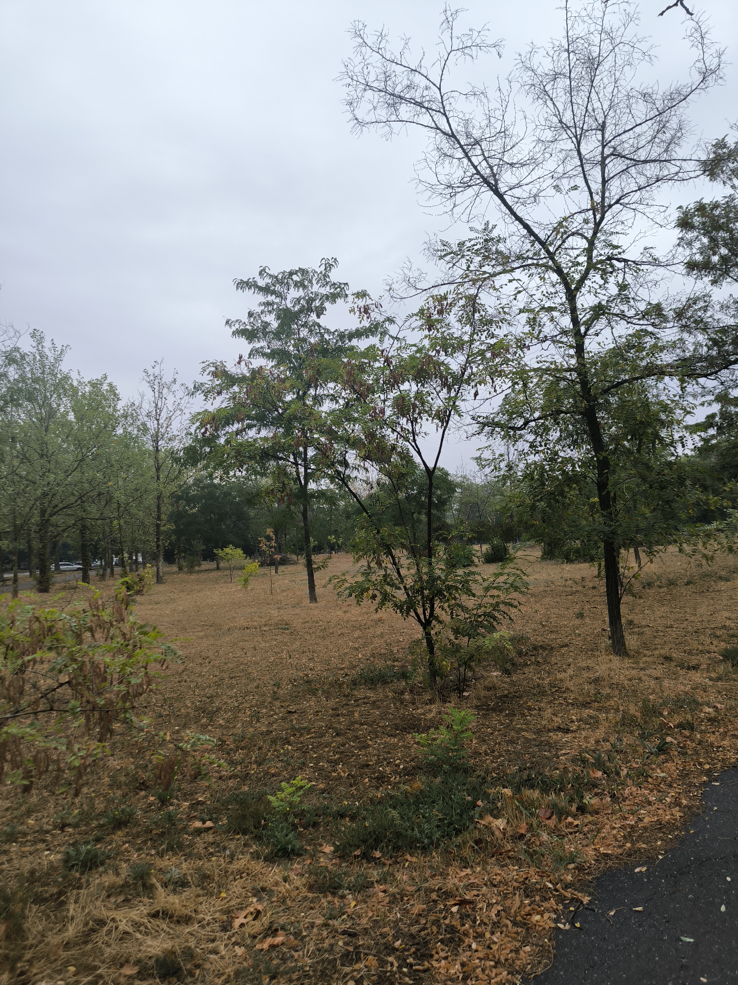 The image depicts an overcast day in a park setting, possibly in Mykolaiv, Ukraine. The foreground shows dry, brown grass and fallen leaves, with a dark asphalt path on the right edge. Several trees are visible, some with sparse foliage and bare branches, suggesting a late autumn or early spring season. In the background, a line of trees with greener leaves forms a backdrop, and a glimpse of cars on a road can be seen to the left. The overall impression is one of a quiet, possibly unkempt, urban green space under a cloudy sky. There are no people or animals visible in the scene.
