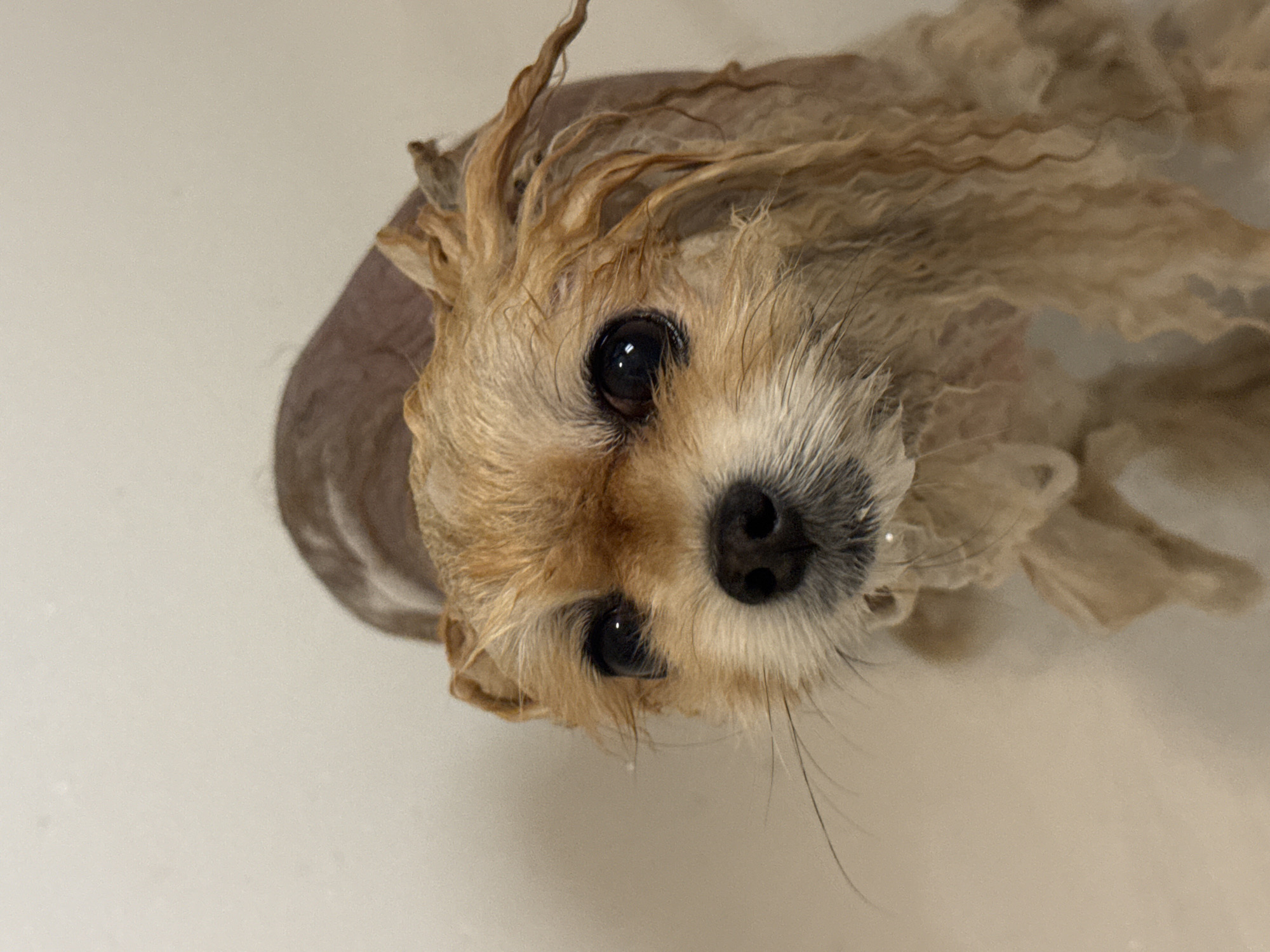 A small, wet, tan-colored dog with dark eyes and a black nose is pictured in a bathtub. The dog's fur is matted and damp. The bathtub is white. There is no indication of location in Warsaw, Poland.
