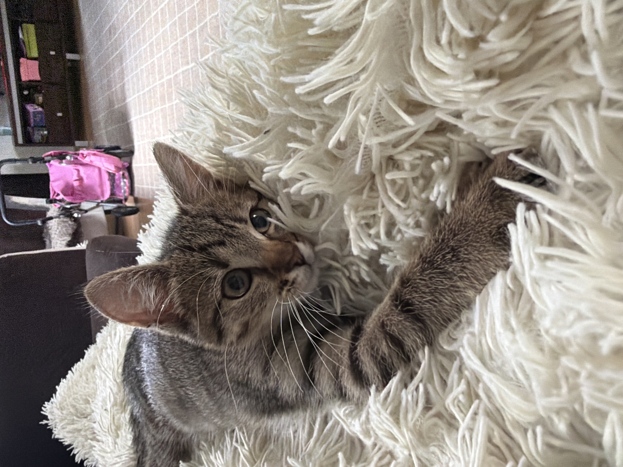 A tabby kitten with brown and gray fur lies on a fluffy white rug, its body angled from the left to the center of the frame. The kitten's head is turned towards the viewer, with its right eye clearly visible and its left eye partially obscured. Its paws are extended forward, one resting on the rug. The background is blurred, showing a pink stroller and a dark wooden cabinet with shelves holding various items, all set in a room with a tiled floor. The lighting suggests an indoor environment during the daytime.