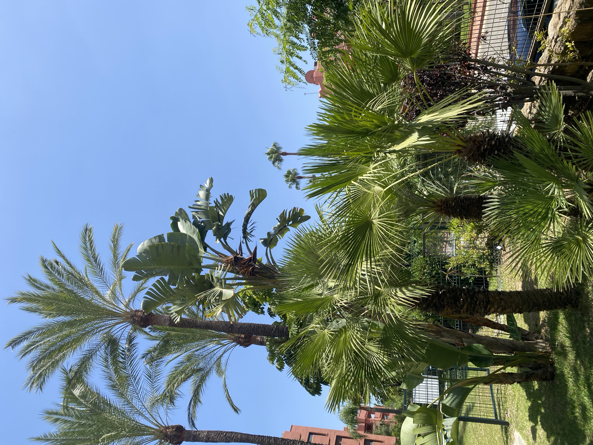 This is a medium shot, eye-level, outdoor, daytime, vertical photograph of a collection of palm trees and other foliage in front of buildings and a clear blue sky. The image is taken in Resinera-voladilla, Spain. The foreground features lush green palm fronds, some in sharp focus and others slightly blurred, creating depth. The trunks of several palm trees are visible, varying in texture and thickness. Behind the palm trees, a metal fence runs horizontally across the mid-ground, with a manicured lawn and some smaller plants visible on the left. Beyond the fence, buildings with red-toned facades and distinct architectural details are present, some partially obscured by trees. A few more palm trees are visible in the background, appearing smaller due to distance. The sky is a uniform, bright blue with no clouds. There are no people or animals visible in the image. The scene suggests a warm, sunny climate.