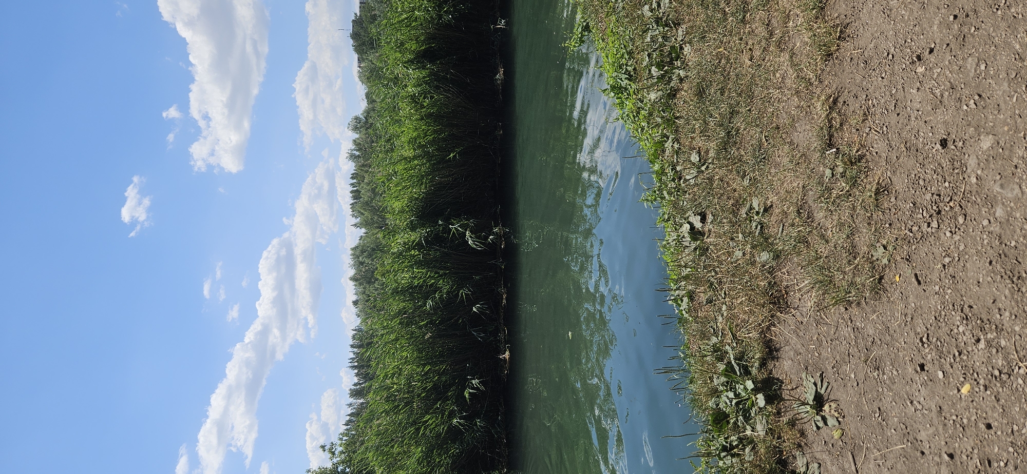 The image depicts a natural scene with a focus on a body of water bordered by dense vegetation. In the foreground, a dirt path with sparse, dry grass and some green plant growth is visible. Adjacent to the path, the grassy bank slopes down towards the water, featuring more green vegetation. The water itself is a dark, greenish-blue color, with ripples and reflections of the sky and surrounding greenery. Along the far bank of the water, a thick wall of tall, vibrant green reeds or grasses dominates the midground. Behind this dense vegetation, a line of trees forms the background, with a bright blue sky dotted with fluffy white clouds above. The image appears to be a landscape photograph taken on a sunny day. Given the provided context of Hévíz, Hungary, this scene could be characteristic of the natural surroundings found near Lake Hévíz, known for its thermal waters and associated reed beds. There are no people or visible animals in the frame.