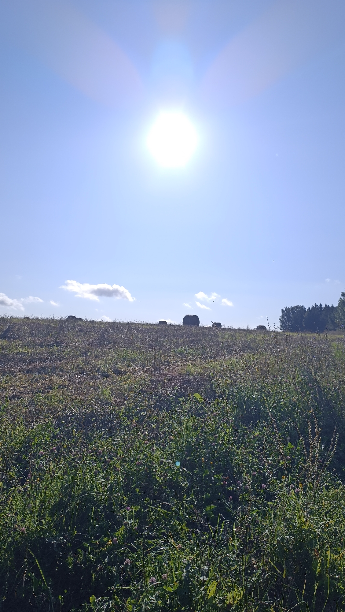 The image depicts a rural landscape under a bright, sunny sky. The foreground is dominated by a grassy field with scattered wildflowers and tall grasses. In the mid-ground, a line of hay bales is visible on a gentle slope, silhouetted against the sky. The background features a dense line of trees on the right and a hazy horizon under a clear blue sky with a few wispy clouds. The sun is high in the sky, creating a lens flare effect. The scene appears to be set in an open, natural environment, possibly a field or meadow. The image does not contain any elements that would suggest a specific urban location within Karsha, Russia, or any specific human activity.