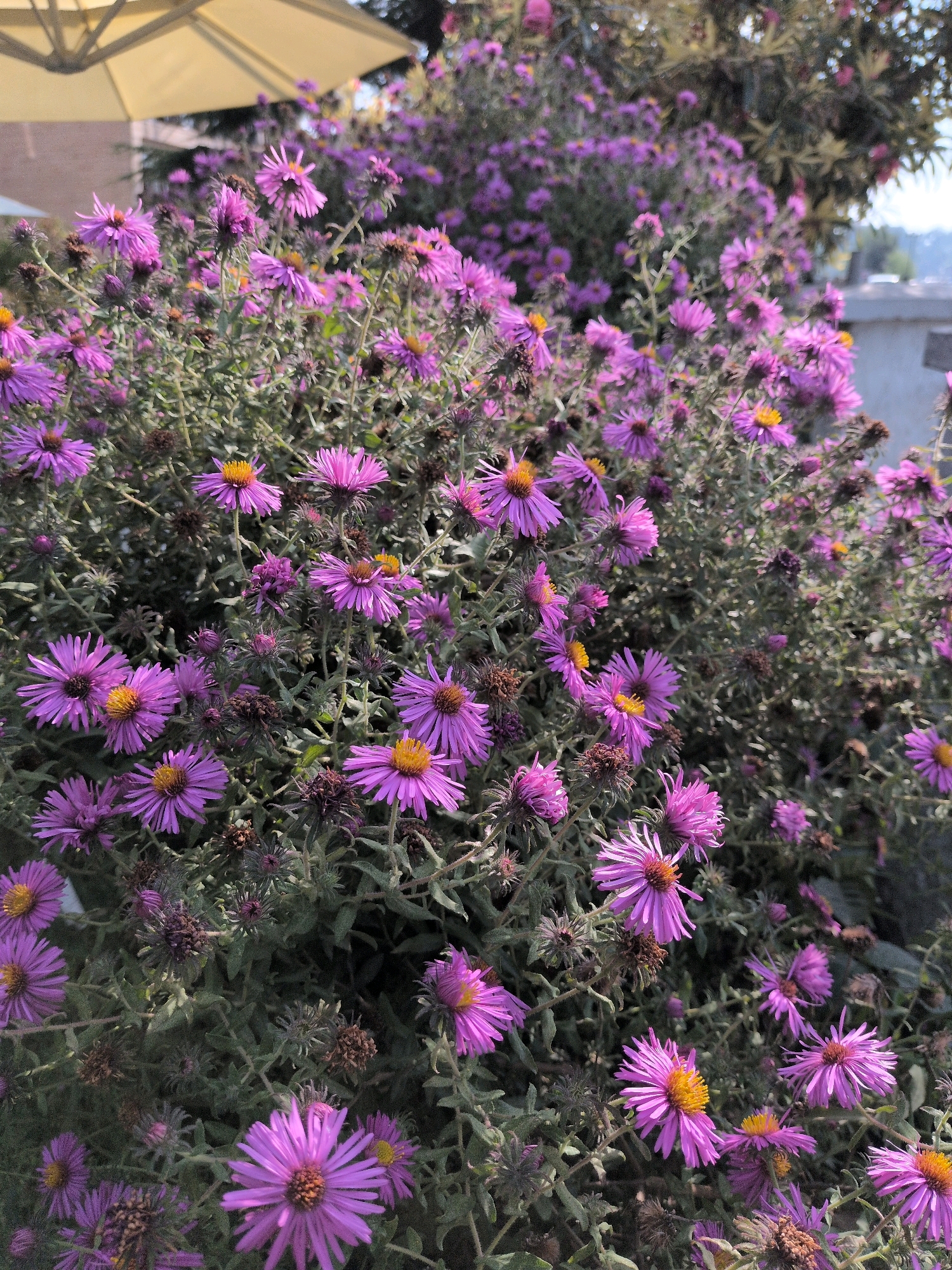 The image shows a close-up of a dense cluster of purple asters with yellow centers. The flowers are in various stages of bloom, with some fully open and others still in bud. The background is a blur of green foliage and hints of a light-colored umbrella. The scene is an outdoor setting, likely a garden or park, with dappled sunlight suggesting it is daytime. The presence of an umbrella and the lush vegetation might suggest a pleasant, possibly temperate climate. There are no people visible in the image. The overall impression is one of natural beauty and abundance. It is not possible to ascertain the location within Srinagar, India from the provided image.