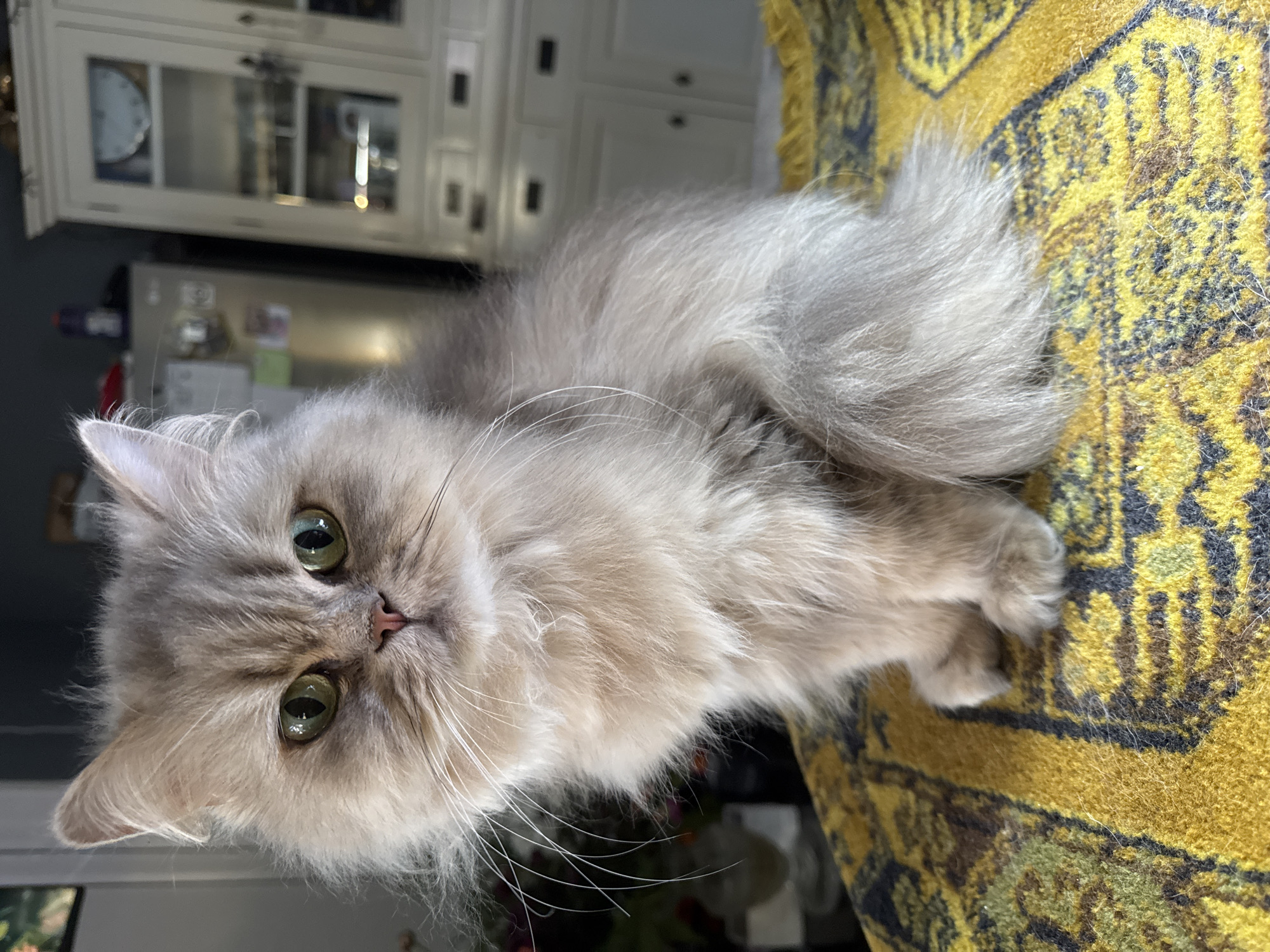 A light gray Persian cat is sitting on a mustard yellow patterned rug, possibly a furniture covering, inside an indoor area with a kitchen in the background. The cat has fluffy fur, a flat face, and green eyes, and its paws are tucked beneath it. The kitchen area behind the cat includes white cabinets, a stainless steel refrigerator, and a clock on the wall visible through a glass cabinet door. The setting appears to be domestic and residential. The city and state location are unknown.