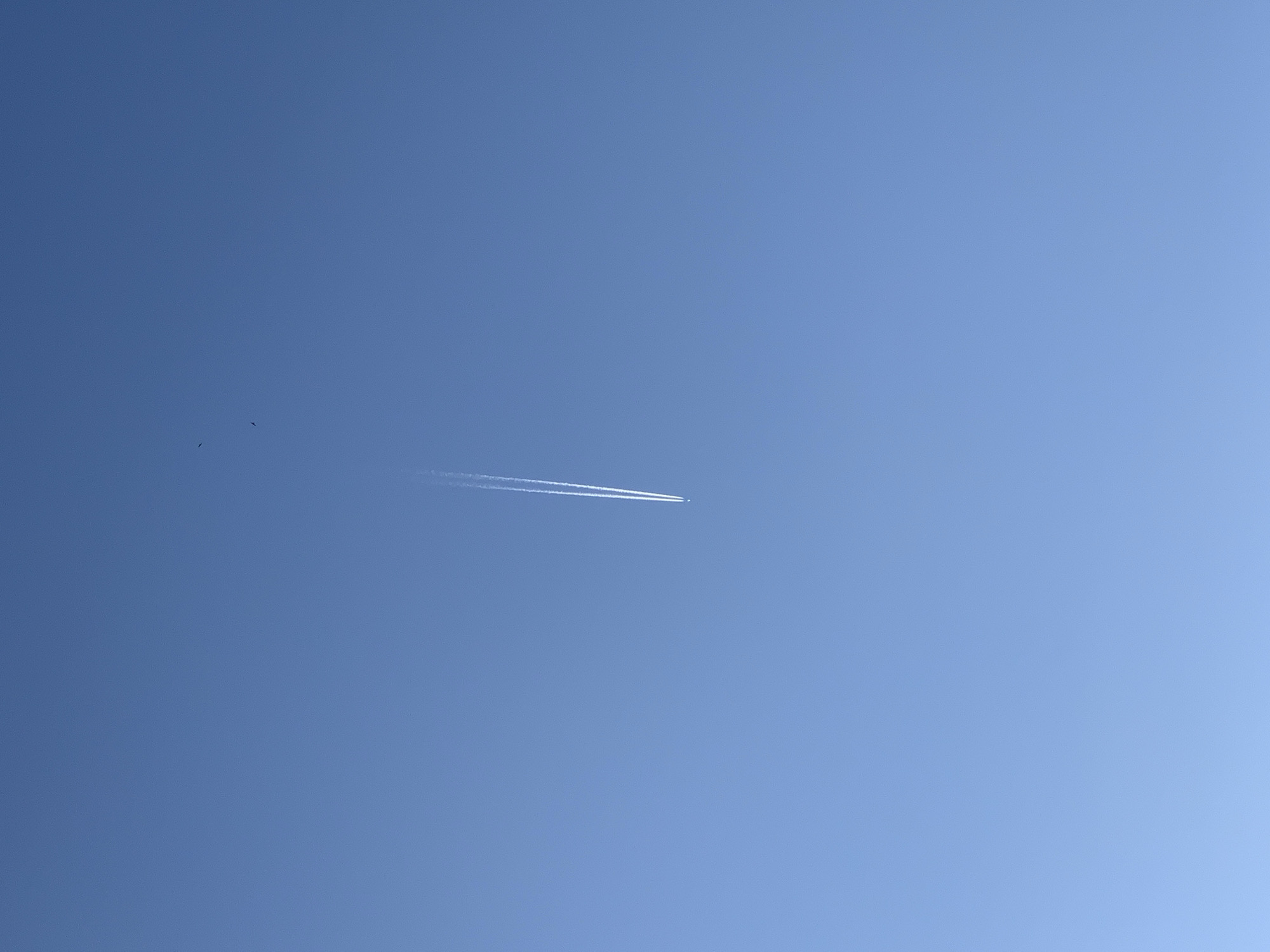 A clear, bright blue sky fills the frame. A faint contrail from an airplane stretches diagonally from the bottom right towards the top center of the image. Two small, dark specks, likely birds, are visible in the upper left quadrant of the sky, separate from the contrail. The scene appears to be an outdoor view, with no indication of Prokopyevsk, Russia. There are no people, structures, or other identifiable landmarks present. The overall impression is one of vast, open sky.