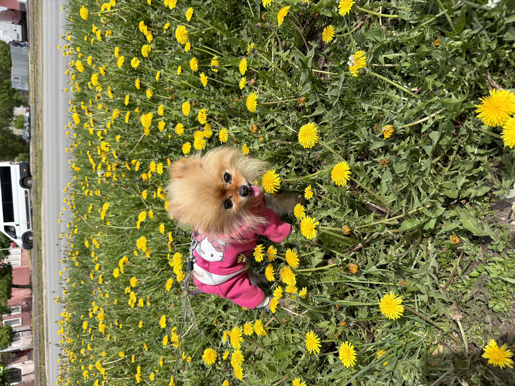 A Pomeranian dog wearing a pink Hello Kitty sweater is standing in a field of dandelions. The dog is facing the camera and sticking its tongue out. A leash is attached to the dog's collar. In the background is a road, a white bus and some buildings. The location is an unspecified city.