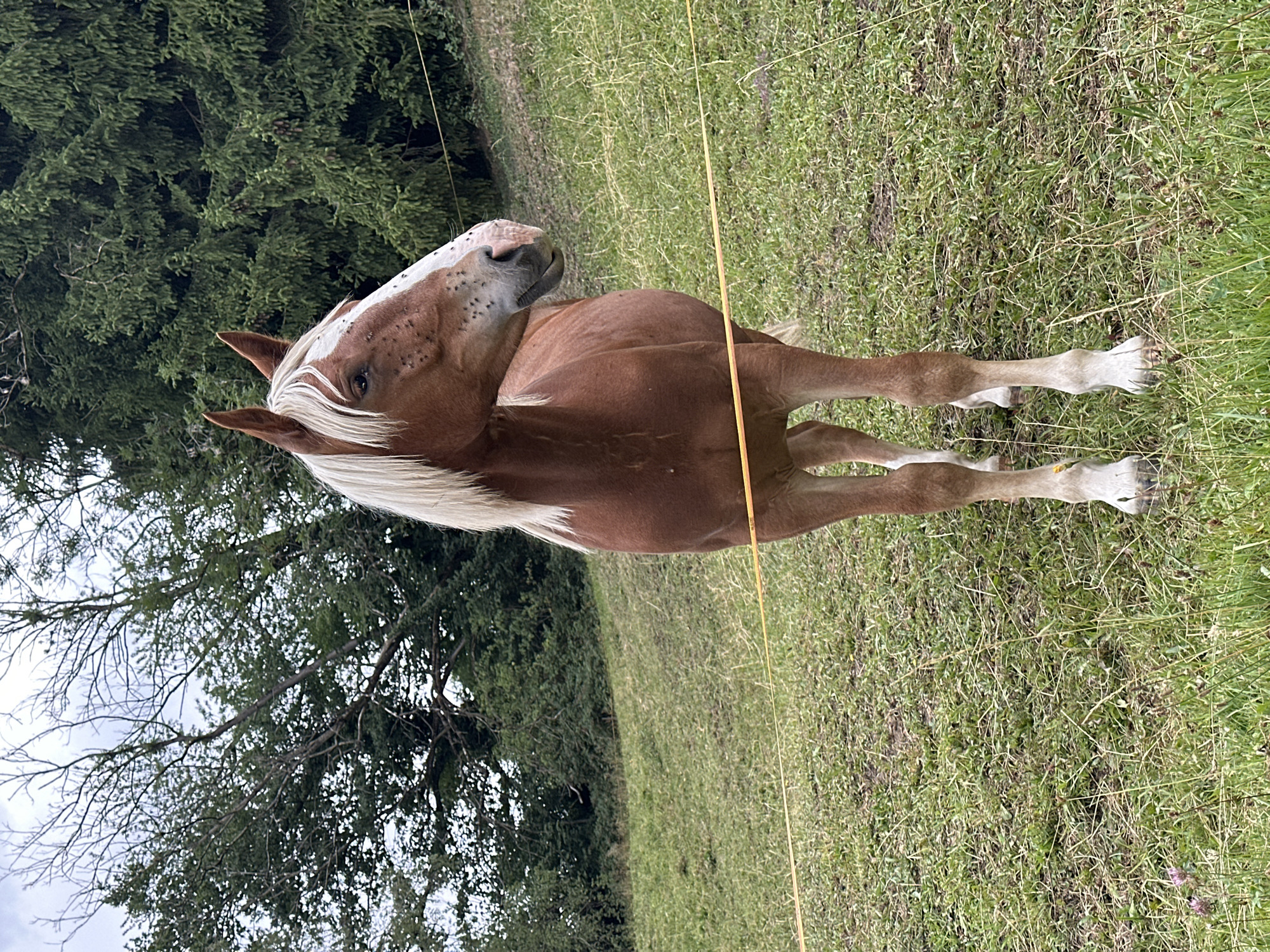 A full shot captured from a slightly low angle shows a brown horse with a white blaze on its face and a light-colored mane standing in a grassy field. The horse is facing slightly to the right of the viewer, with its head turned further to the right, revealing its right eye. Its ears are pointed upwards and slightly back. Small dark insects are visible on the horse's face, particularly around its muzzle and eyes. The horse stands on four hooves, with its front legs slightly apart and its hind legs together. The field is covered in green grass, with some patches of dry straw-like grass interspersed. A thin, yellow electric fence runs horizontally across the middle ground of the image, with the horse standing behind it. In the background, a dense line of dark green evergreen trees forms a backdrop, with some lighter green deciduous trees and branches visible in the upper left corner. The sky above is overcast and light gray. The scene appears to be in an outdoor, rural setting, potentially a pasture or a fenced enclosure.