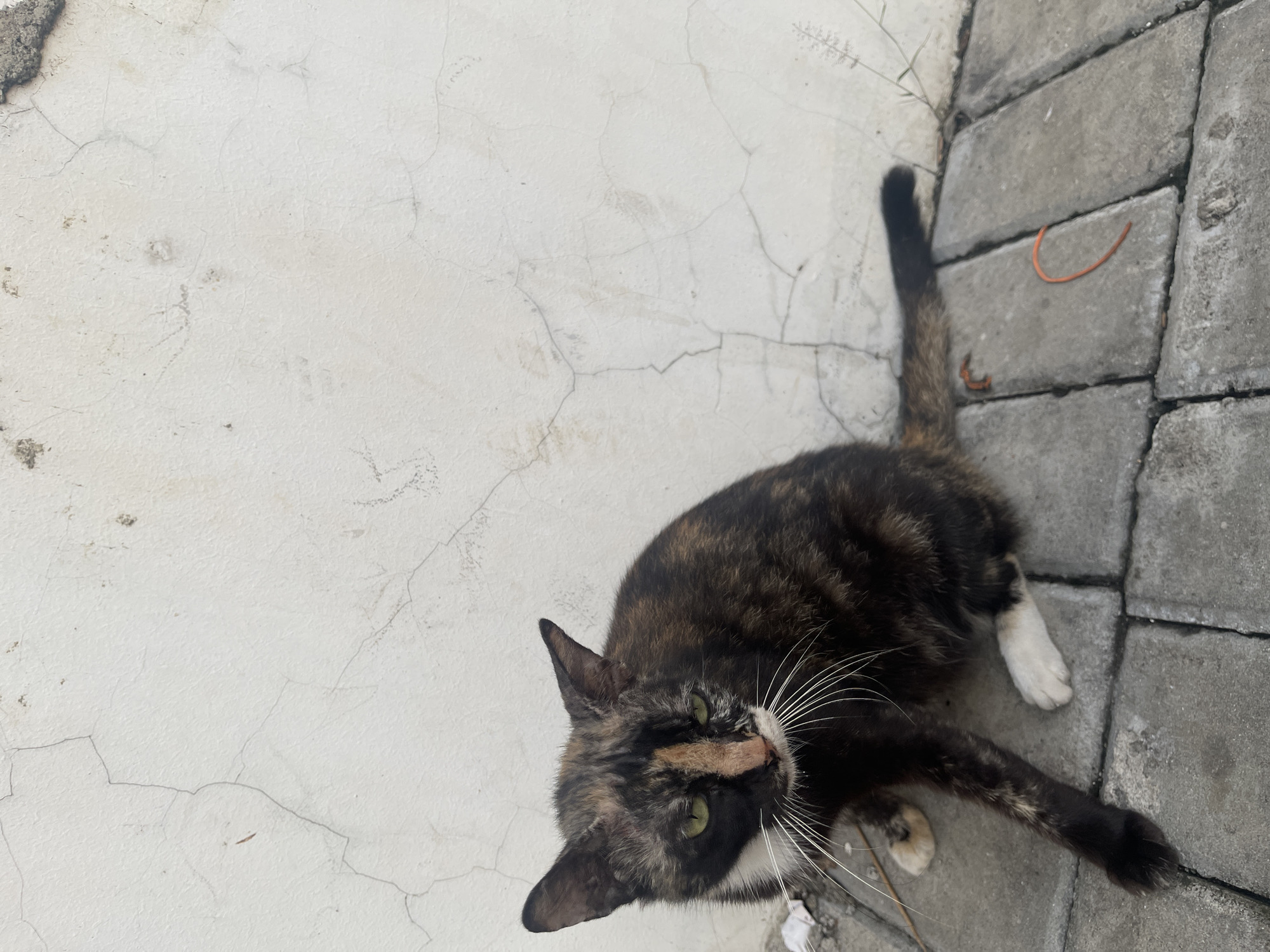A tortoiseshell cat with green eyes sits on a paved walkway next to a cracked, white stucco wall. The cat is facing the viewer with its head tilted slightly. Its fur is a mix of black, brown, and orange, with a white chest and paws. The walkway is made of rectangular concrete pavers. In the background, the wall has numerous fine cracks and some faint discoloration. The scene appears to be an outdoor setting, likely in an urban environment, given the materials of the wall and walkway. Based on the metadata, the image was taken in South Tangerang, Indonesia.