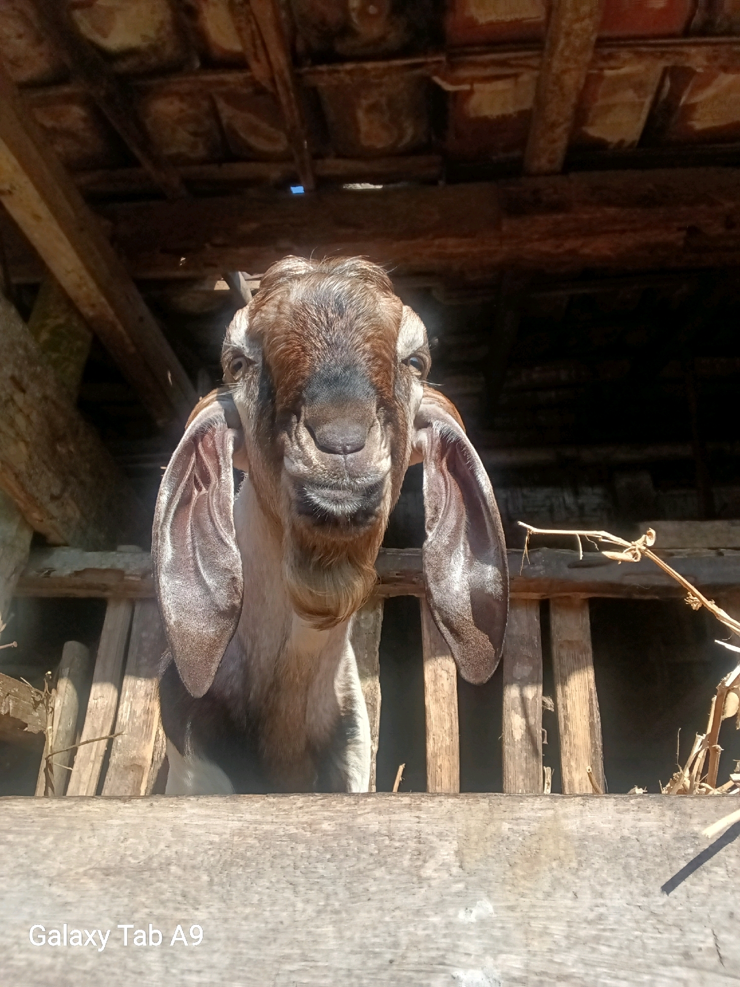 A close-up, low-angle shot shows a goat's head and upper body emerging from a wooden enclosure, its large ears prominent. The goat's fur is a mix of brown and white, with a white blaze on its forehead. It has dark eyes and a short, brown beard. Behind the goat, wooden planks form the sides of the enclosure, and a rustic, tiled roof is visible overhead. The scene appears to be outdoors, possibly in a rural setting, with natural light illuminating the goat and its surroundings. The bottom of the image contains a watermark reading "Galaxy Tab A9." The location is identified as Trenggalek, Indonesia.